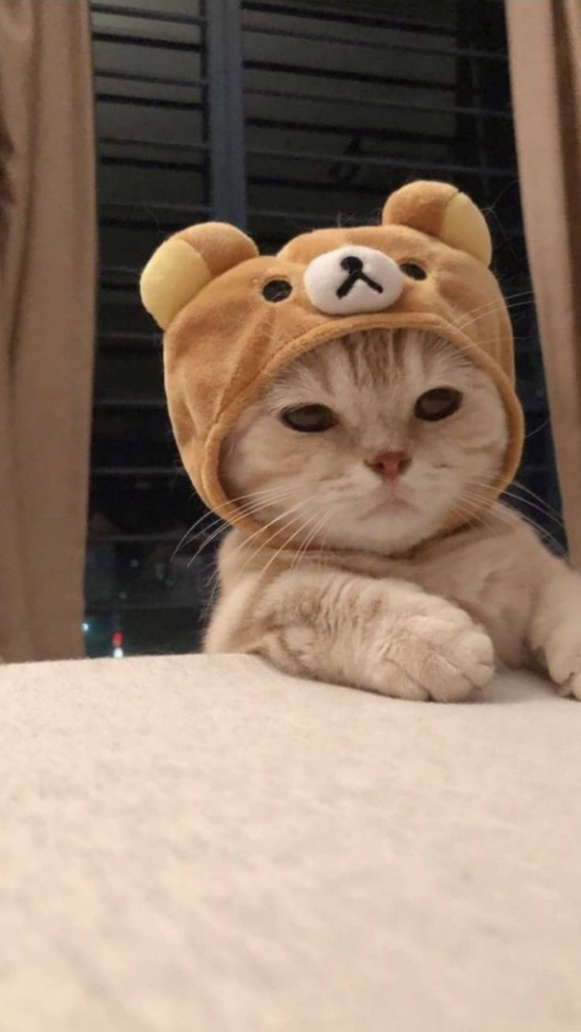Oulike Kat Estetiese Rilakkuma Hoed Muurpapier