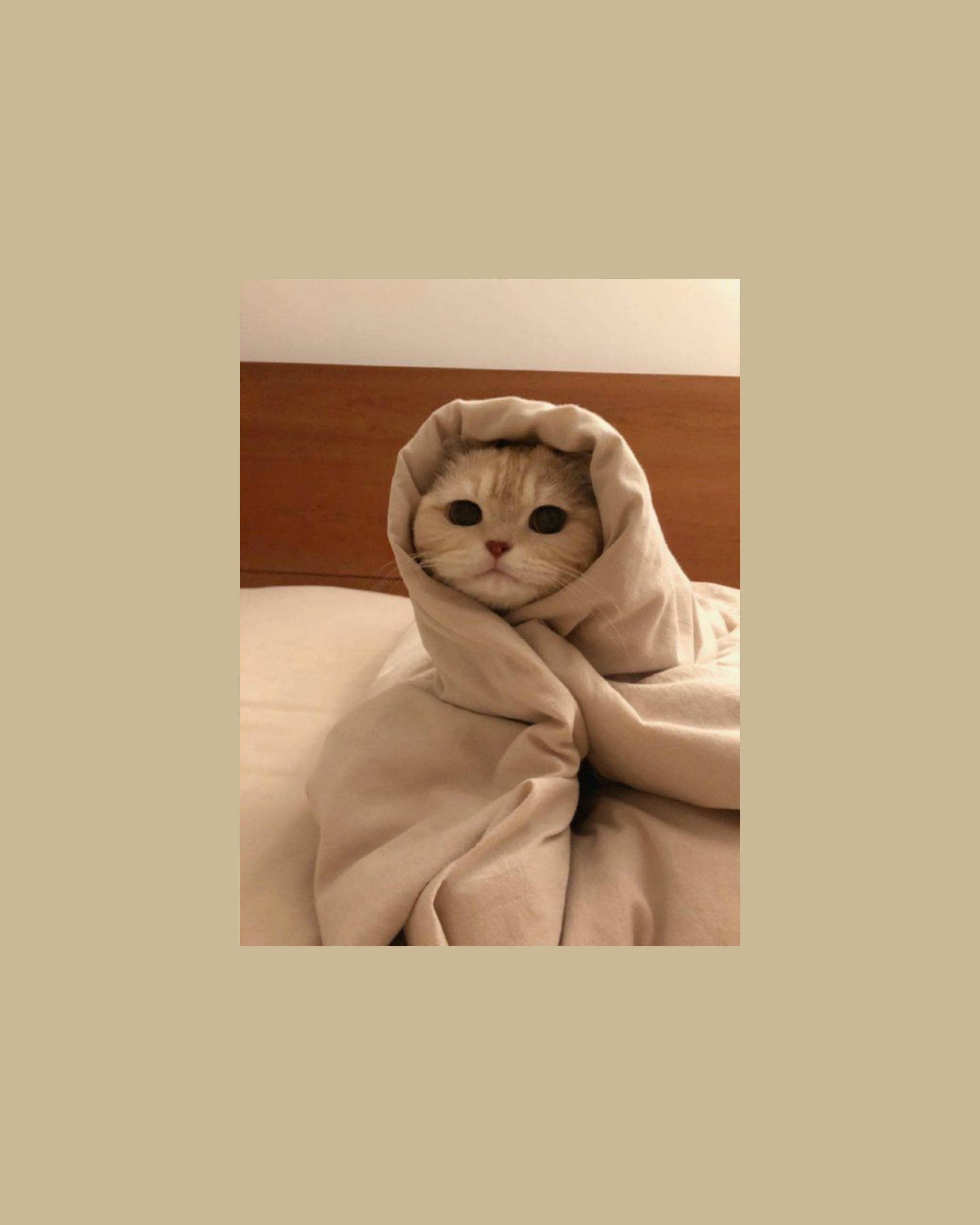 Oulike Kat Estetika Toegedraai Soos 'n Burrito Muurpapier
