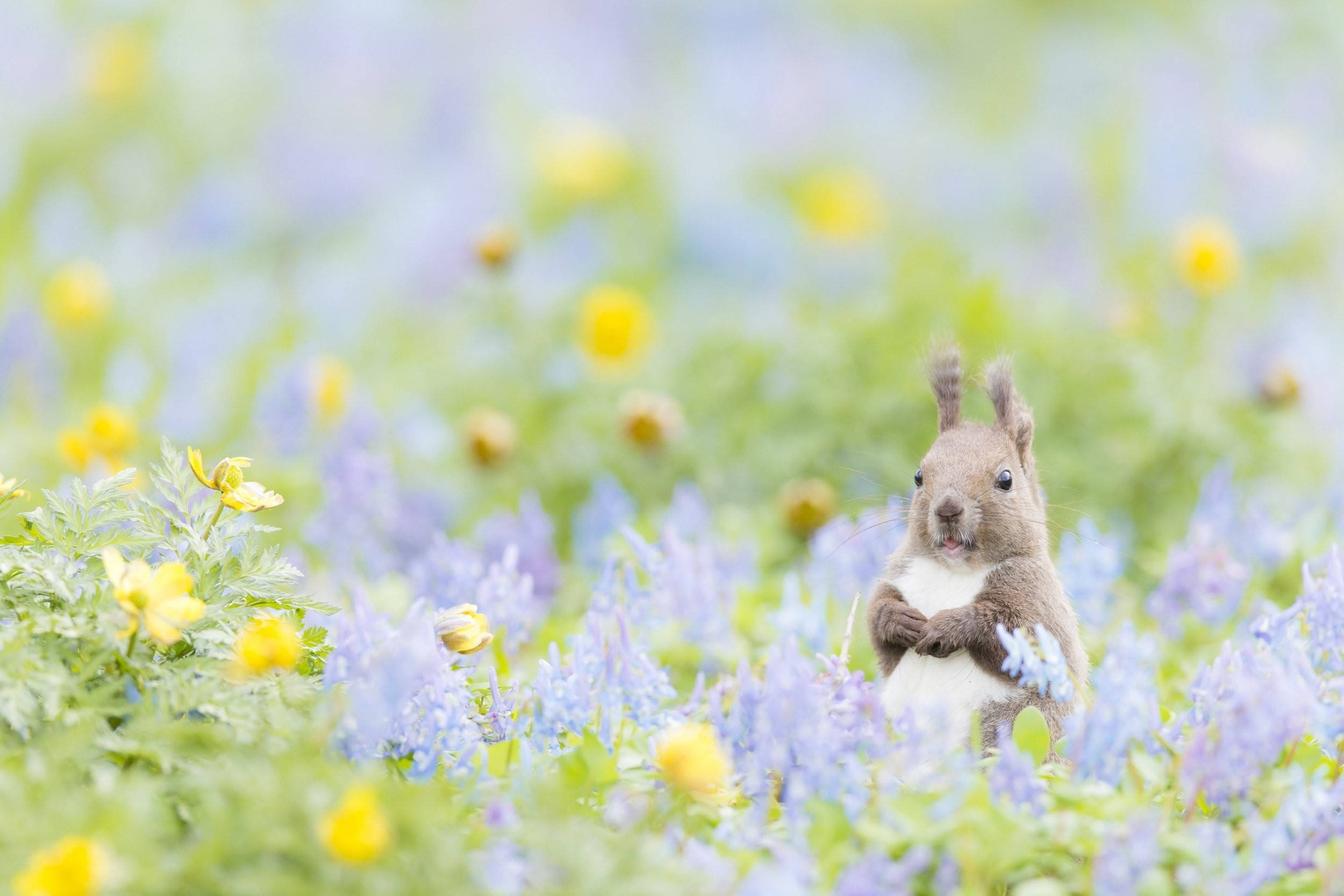 Oulike Lente Rooi Eekhoring Muurpapier