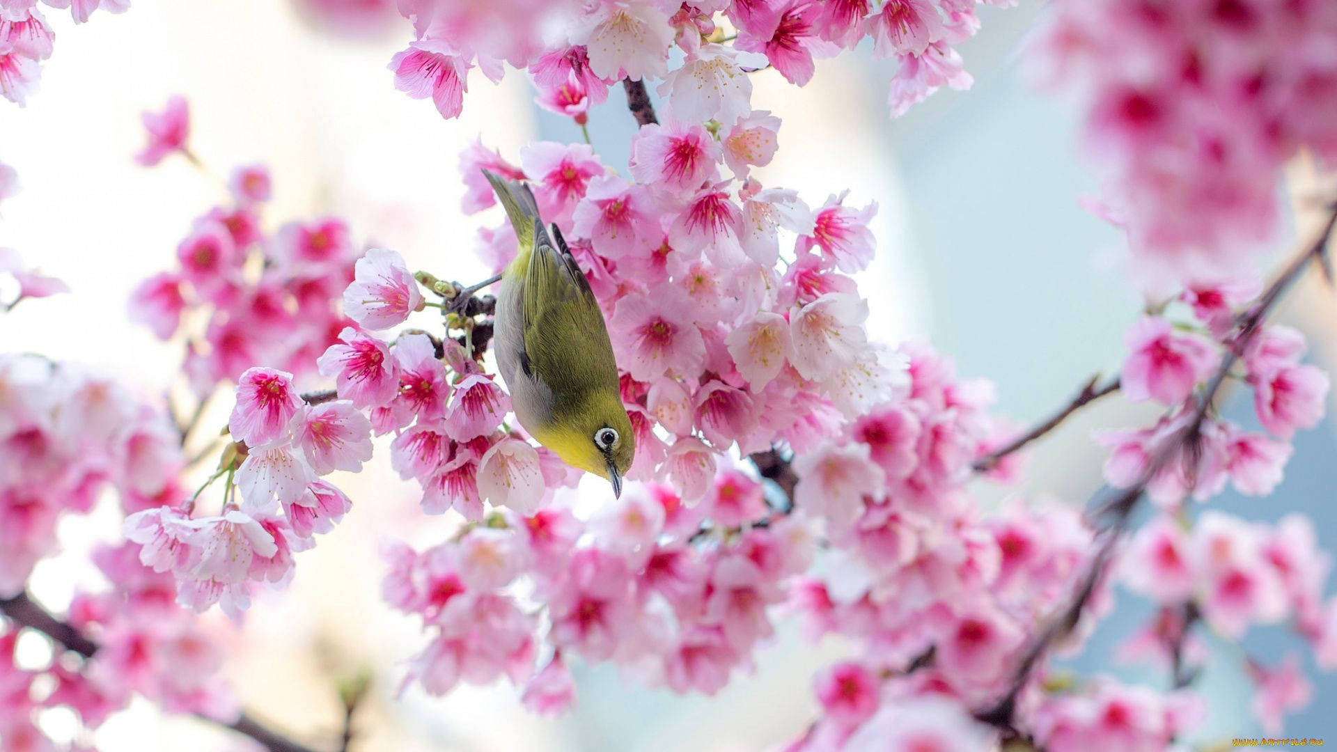 Oulike Lente Sakura Voël Muurpapier