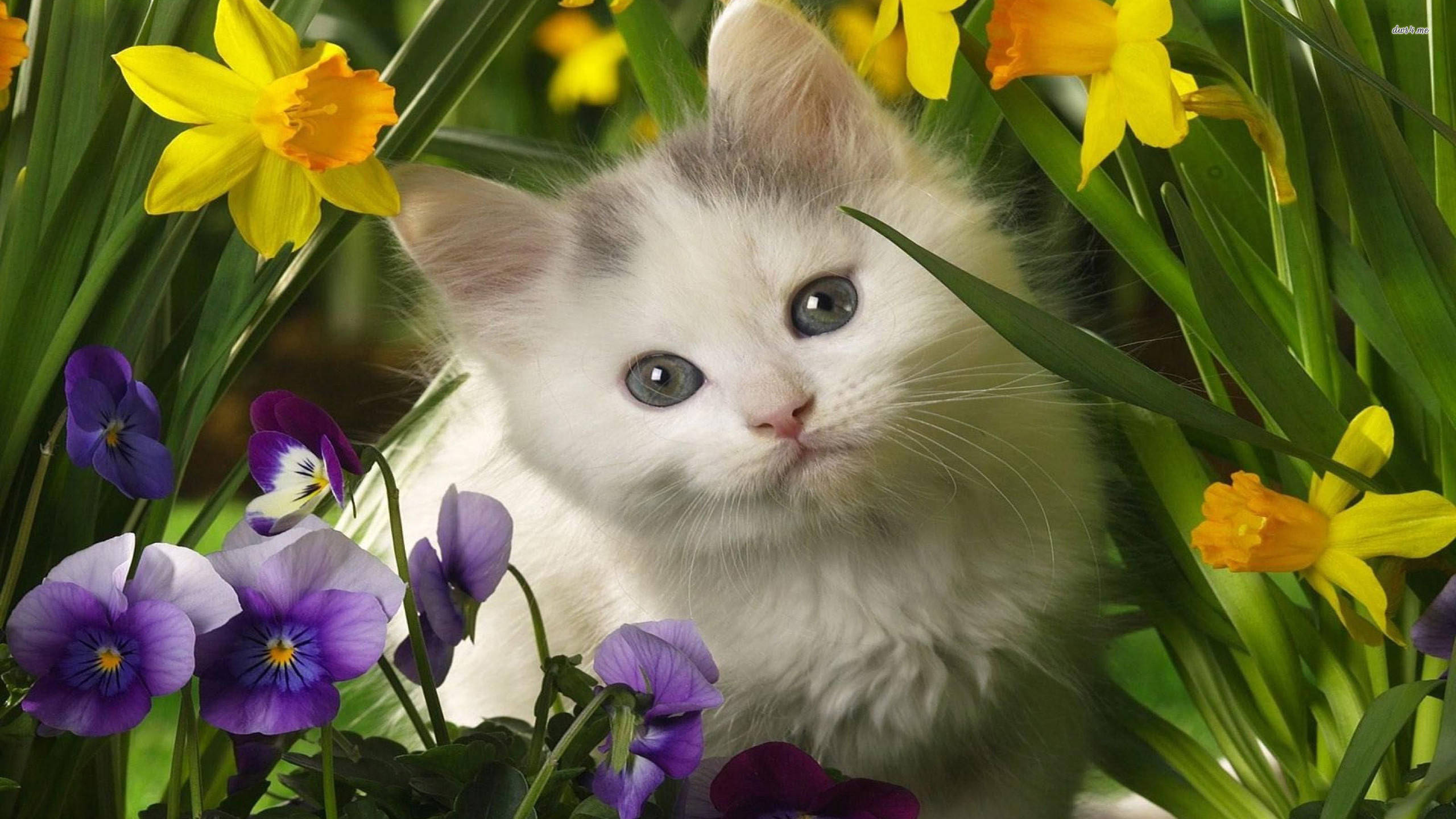 Oulike Lente Wit Kat Muurpapier