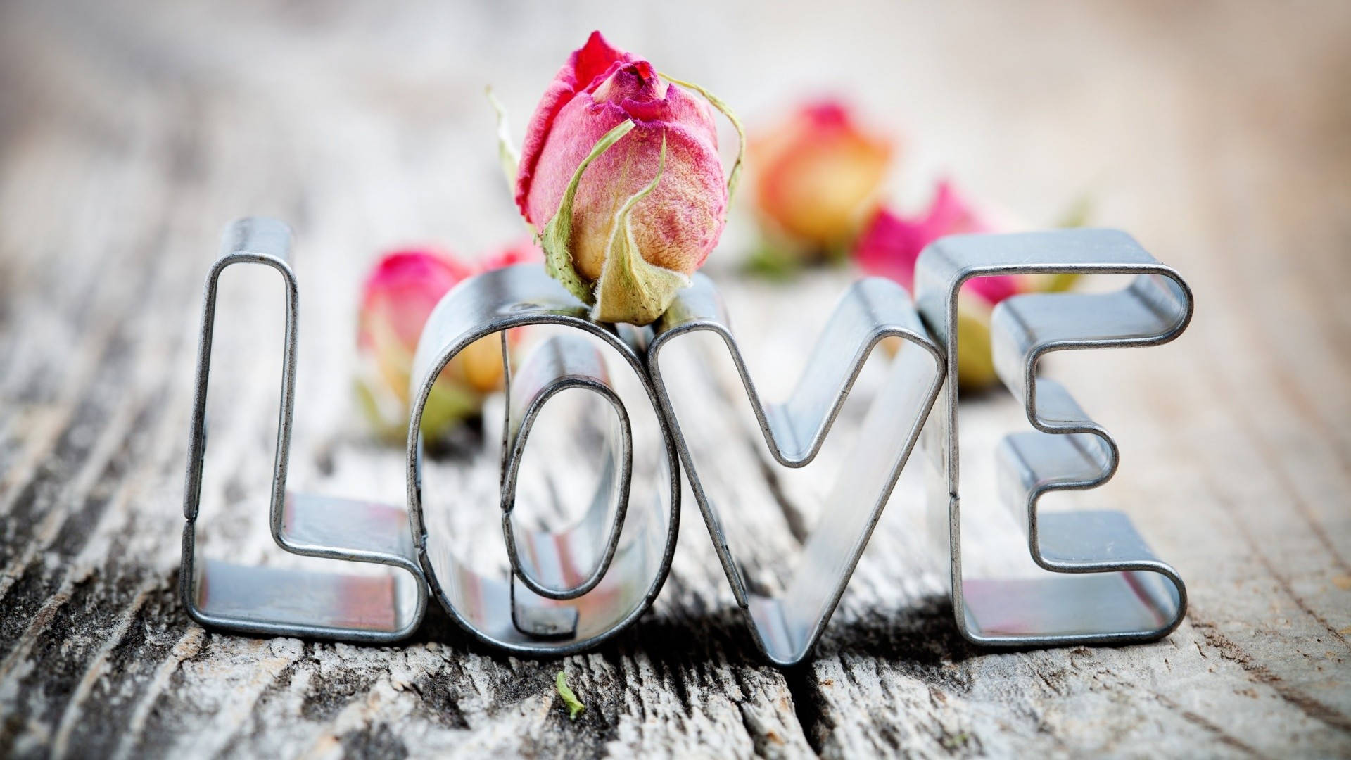 Oulike Liefde Roosblom Muurpapier
