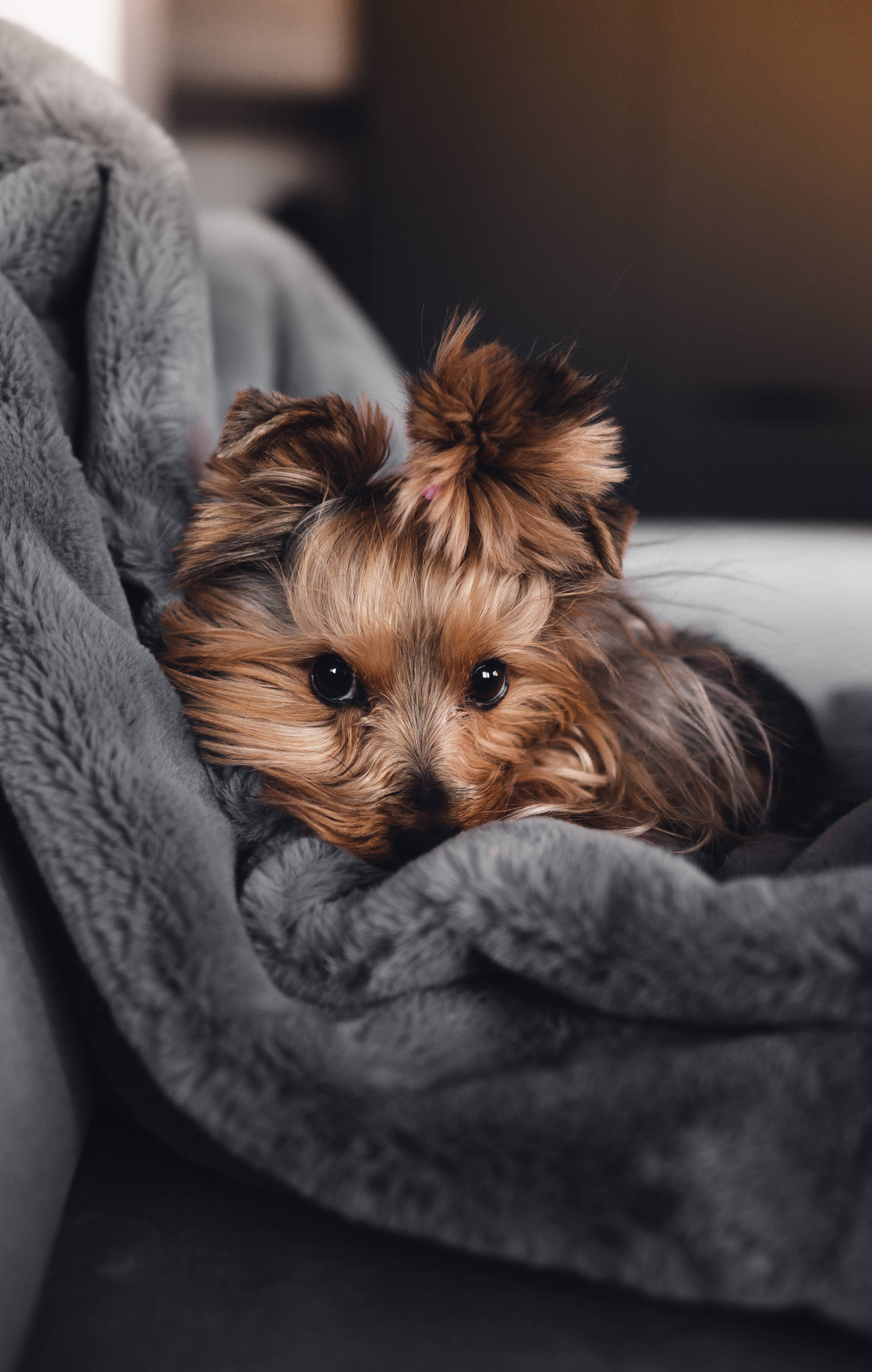Oulike Meisie-selfoonvertoning van Hond Muurpapier