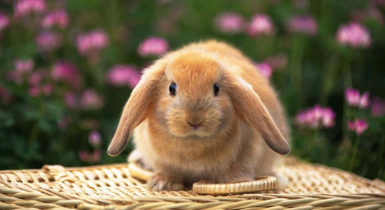 Oulike Paashaas en Kleurvolle Eiers op 'n Lewendige Lente-agtergrond Muurpapier