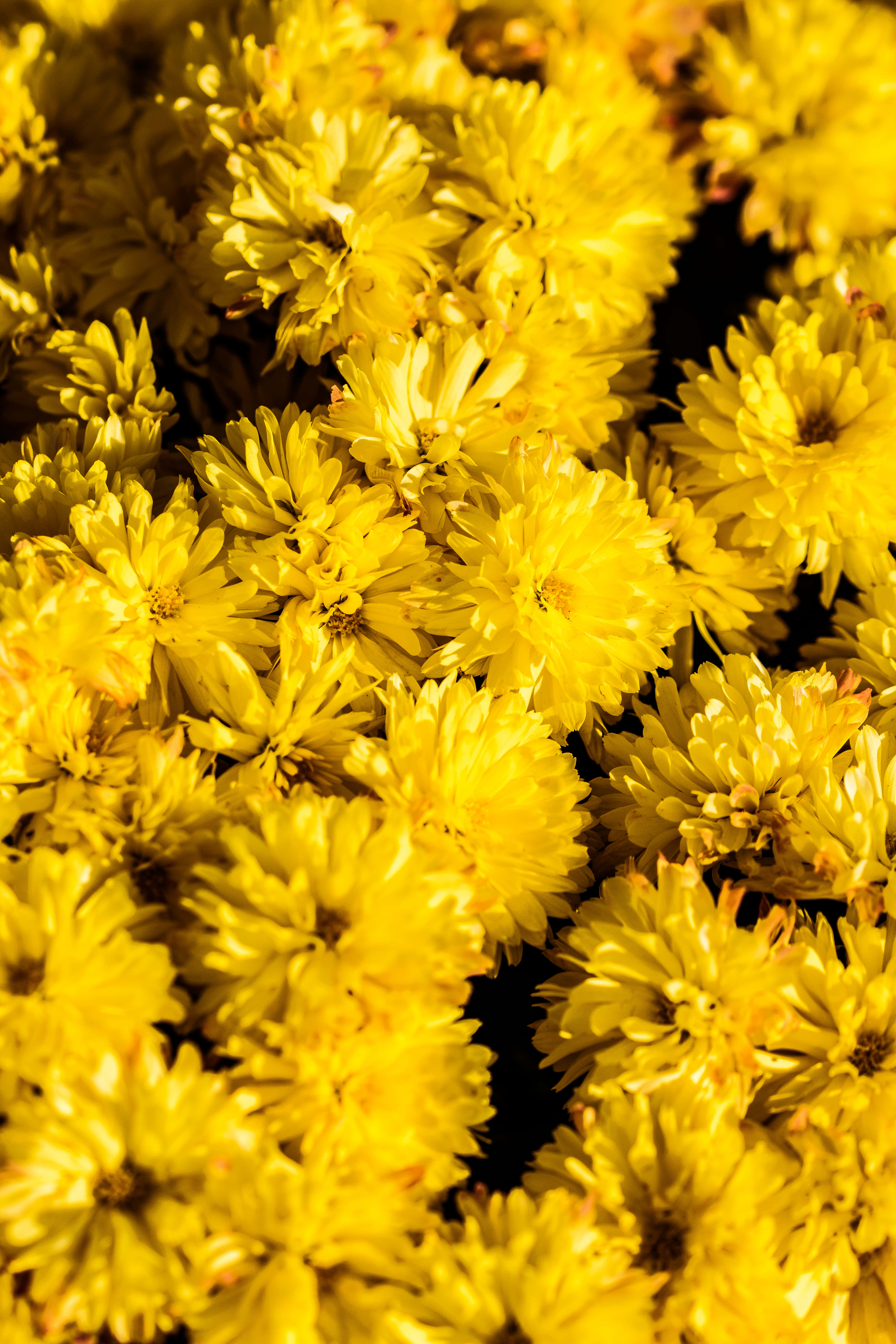 Oulike Pastelgeel Krisantblomme Muurpapier