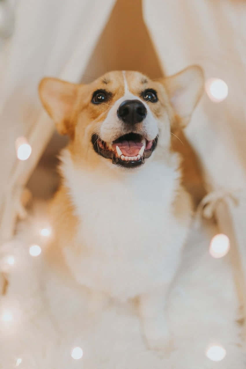 Oulike Pembroke Walliese Corgi Ras Muurpapier