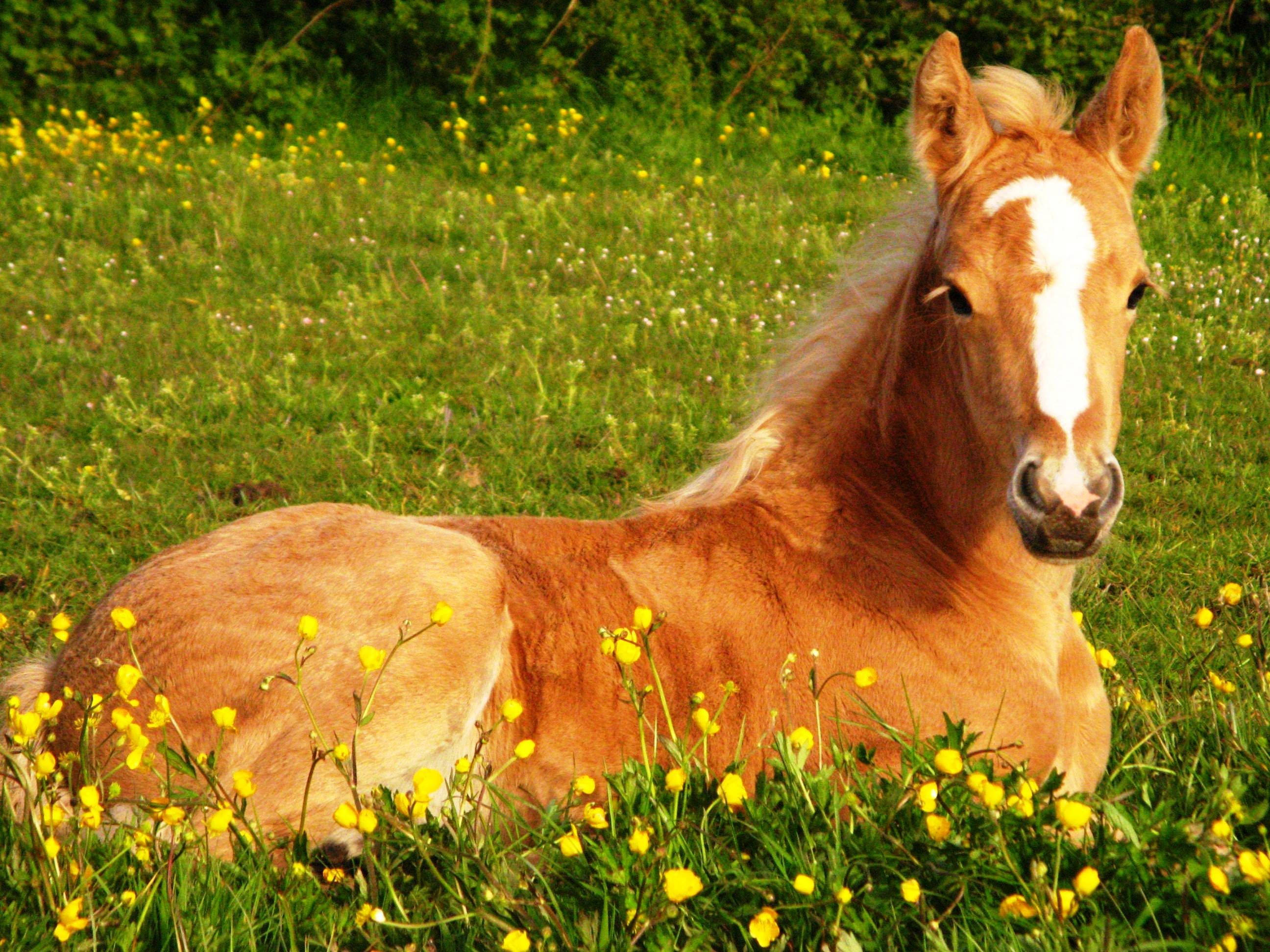 Oulike Perd En Geel Blomme Muurpapier