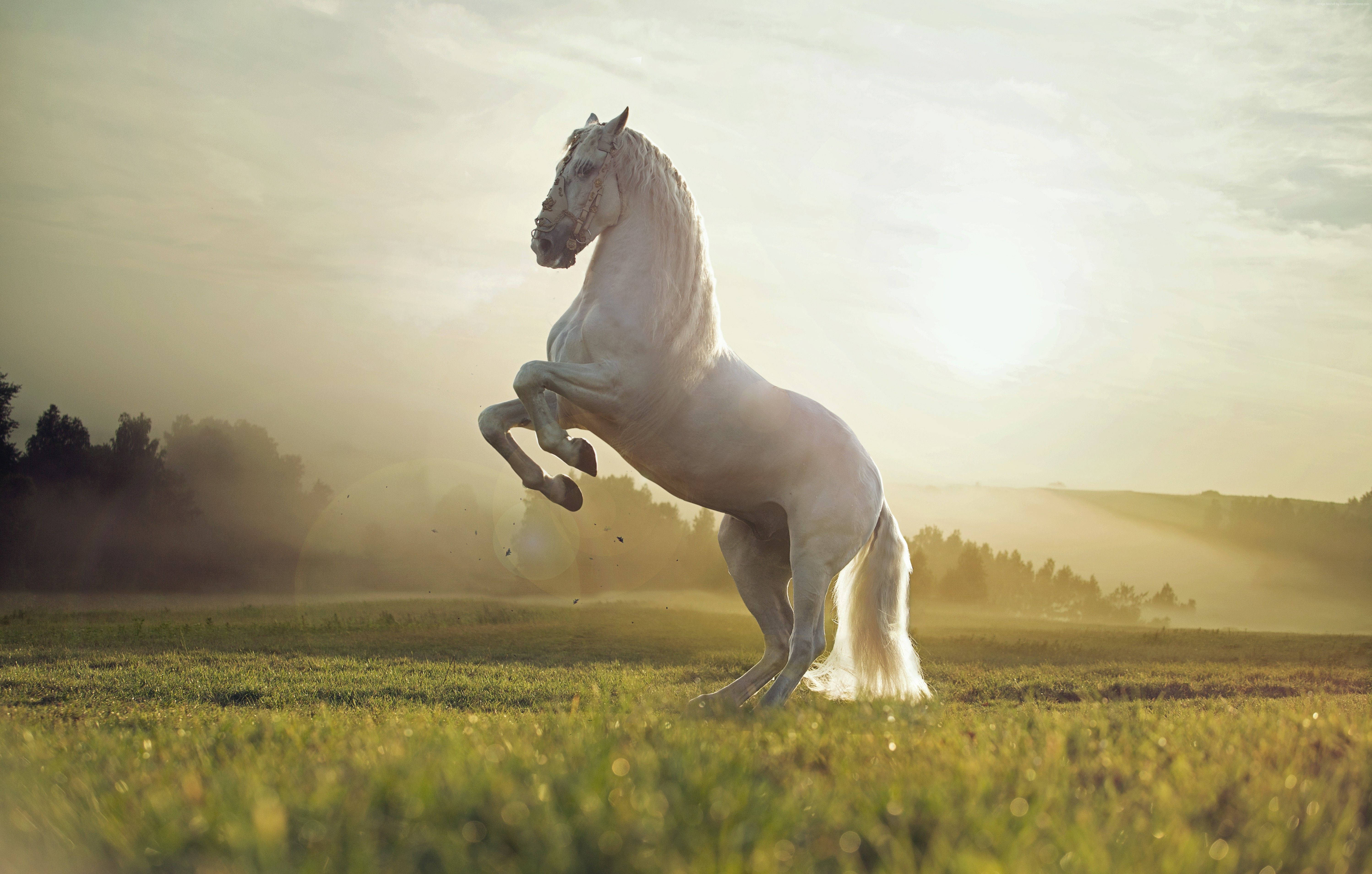 Oulike Perd in Majestueuse Houding Muurpapier