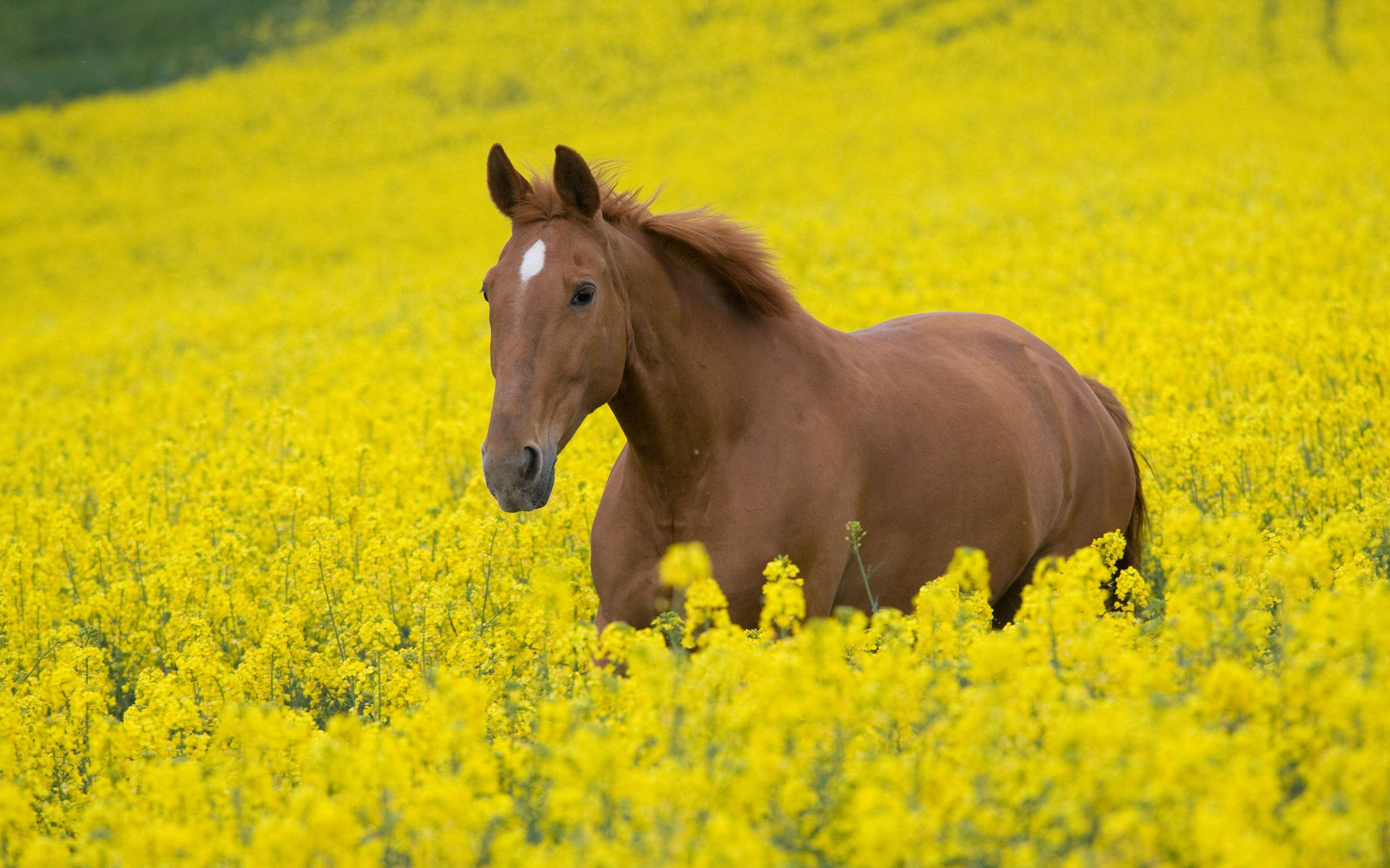 Oulike Perd op Blommeveld Muurpapier