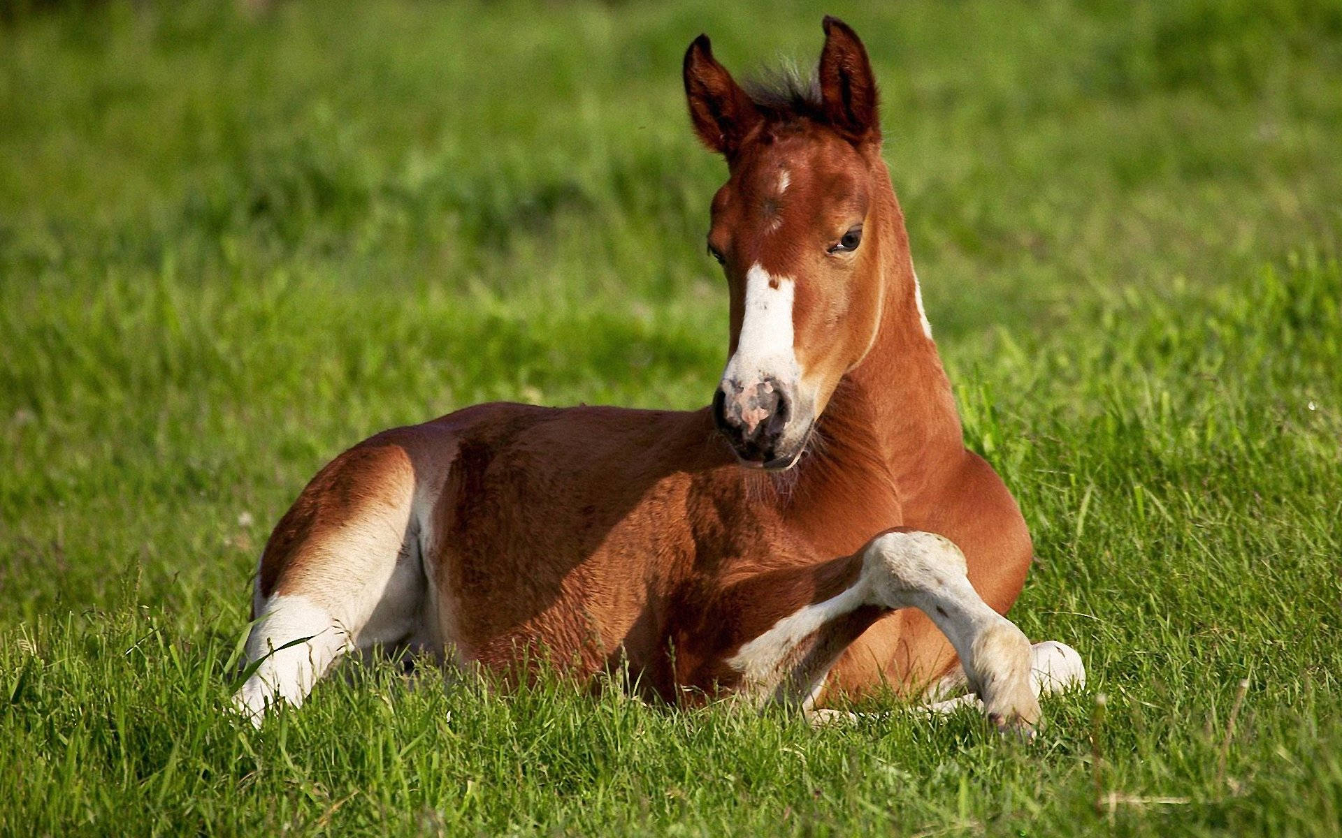 Oulike Perd wat Ontspan op die Gras Muurpapier