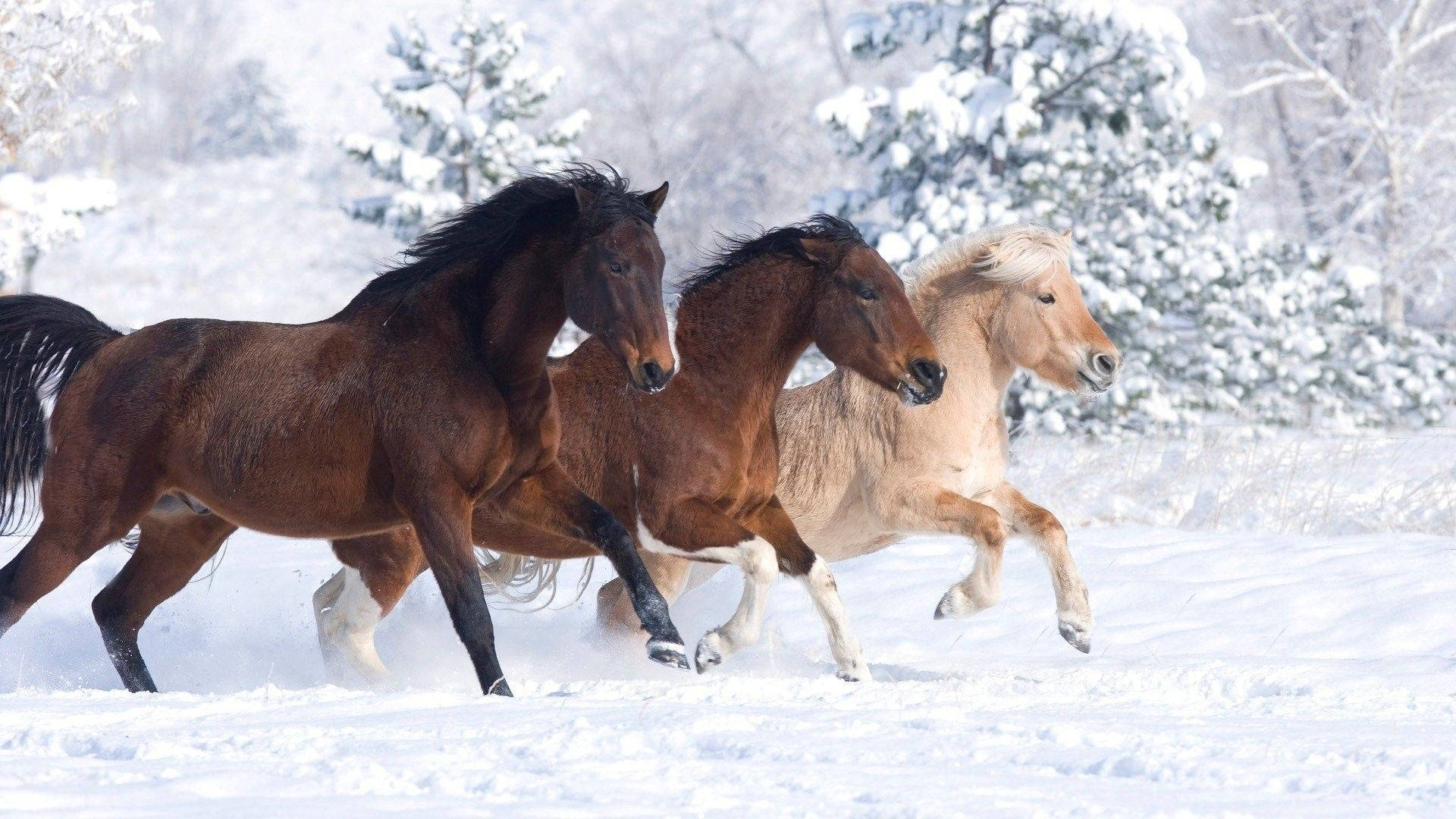 Oulike Perde in Sneeubos Muurpapier