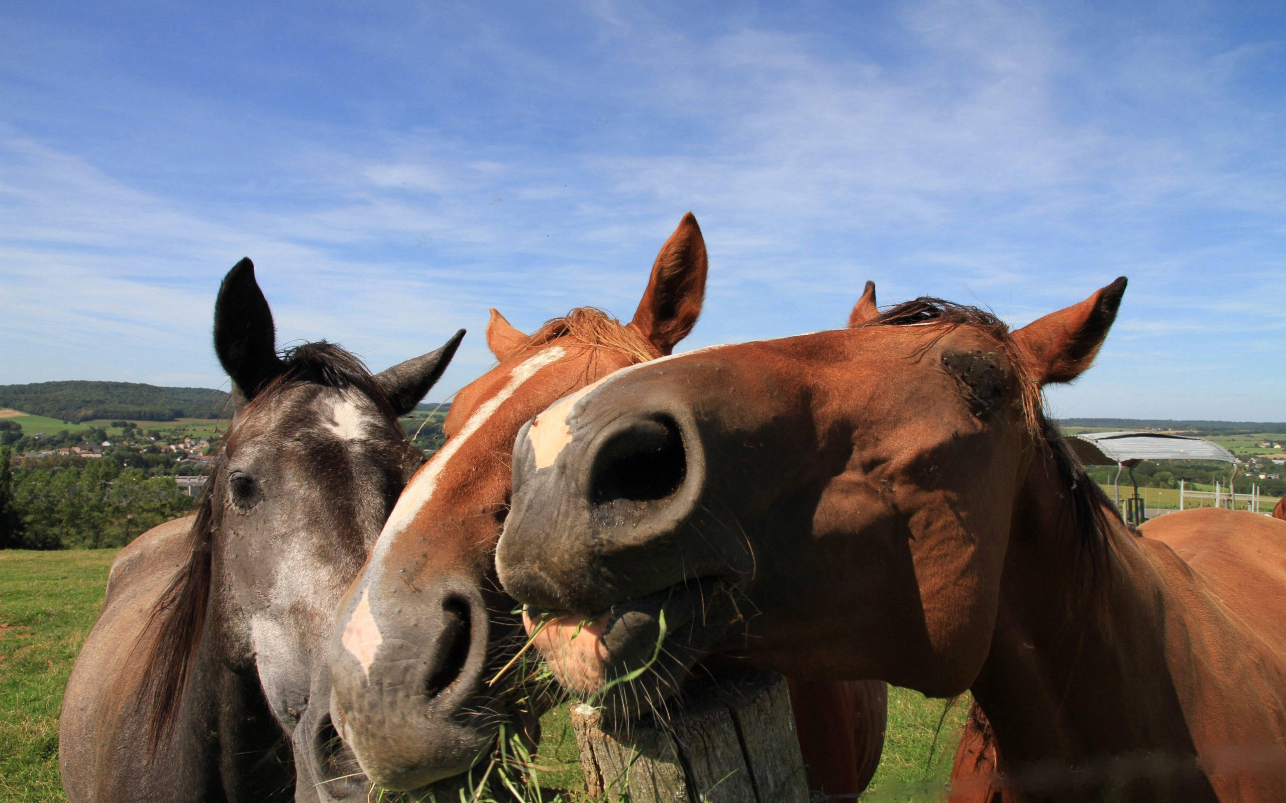 Oulike Perde wat Gras Eet Muurpapier