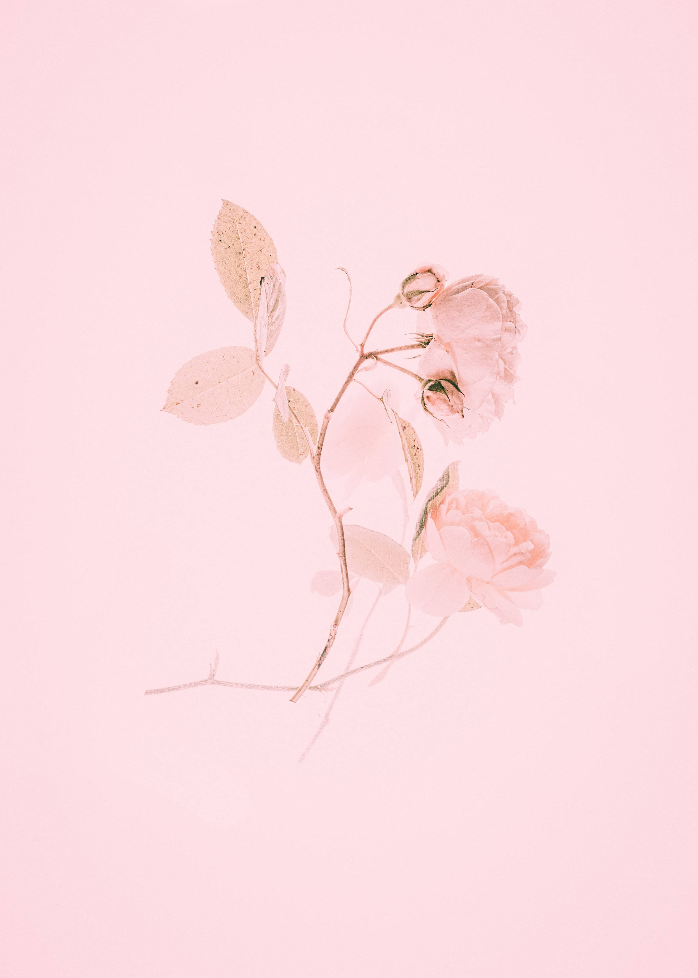 Oulike Pienk Estetiese Rose Skildery Muurpapier