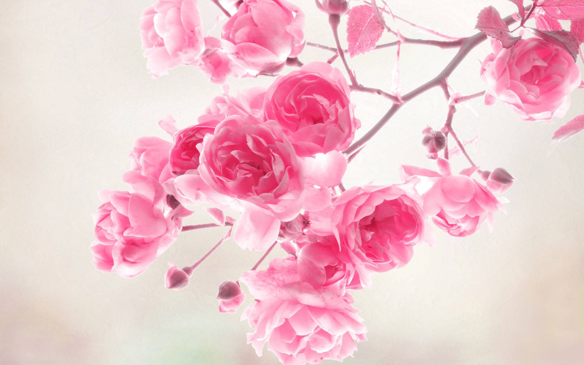 Oulike Pienk Lente Rose Muurpapier