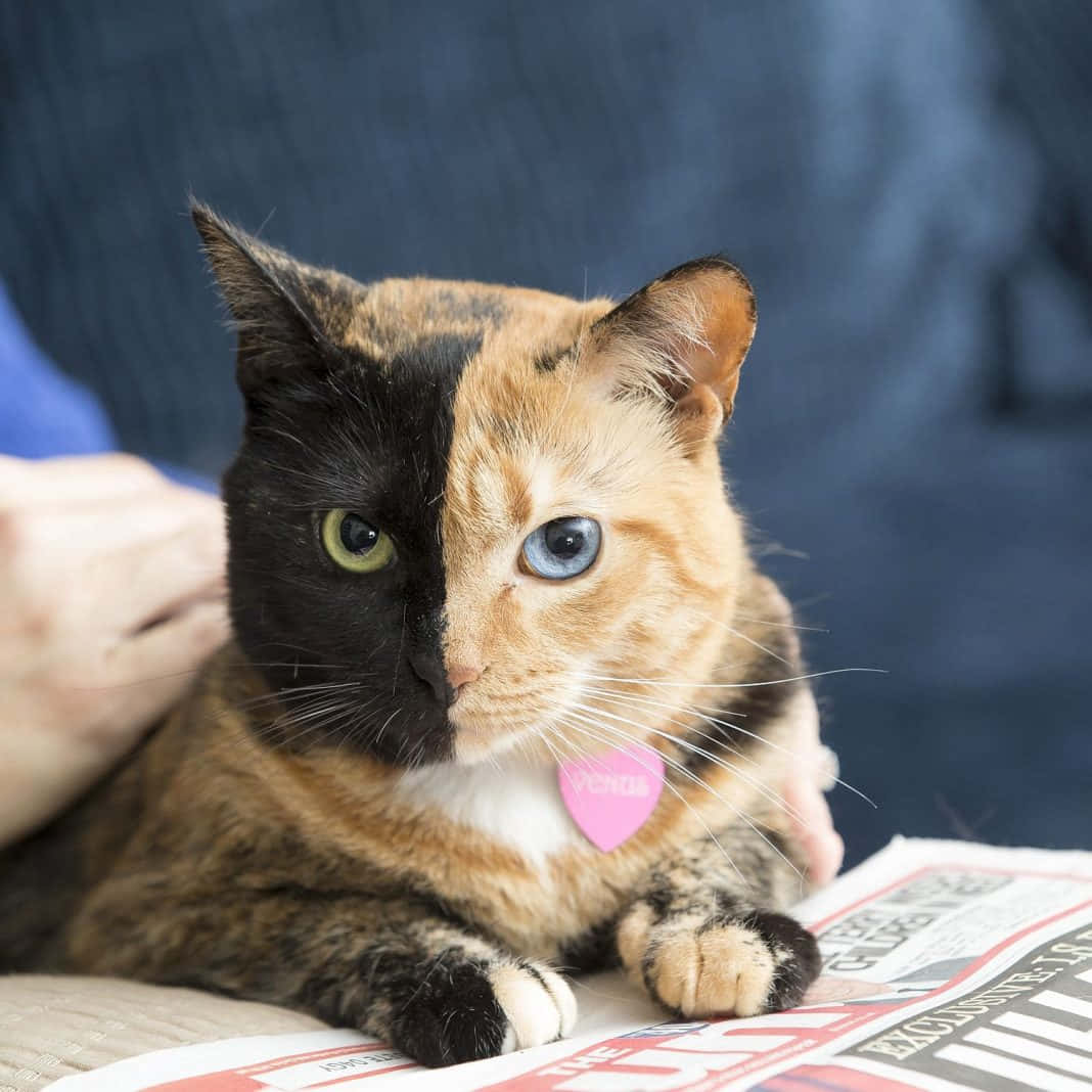 Oulike Skilpaddopragkat Prentjie Muurpapier