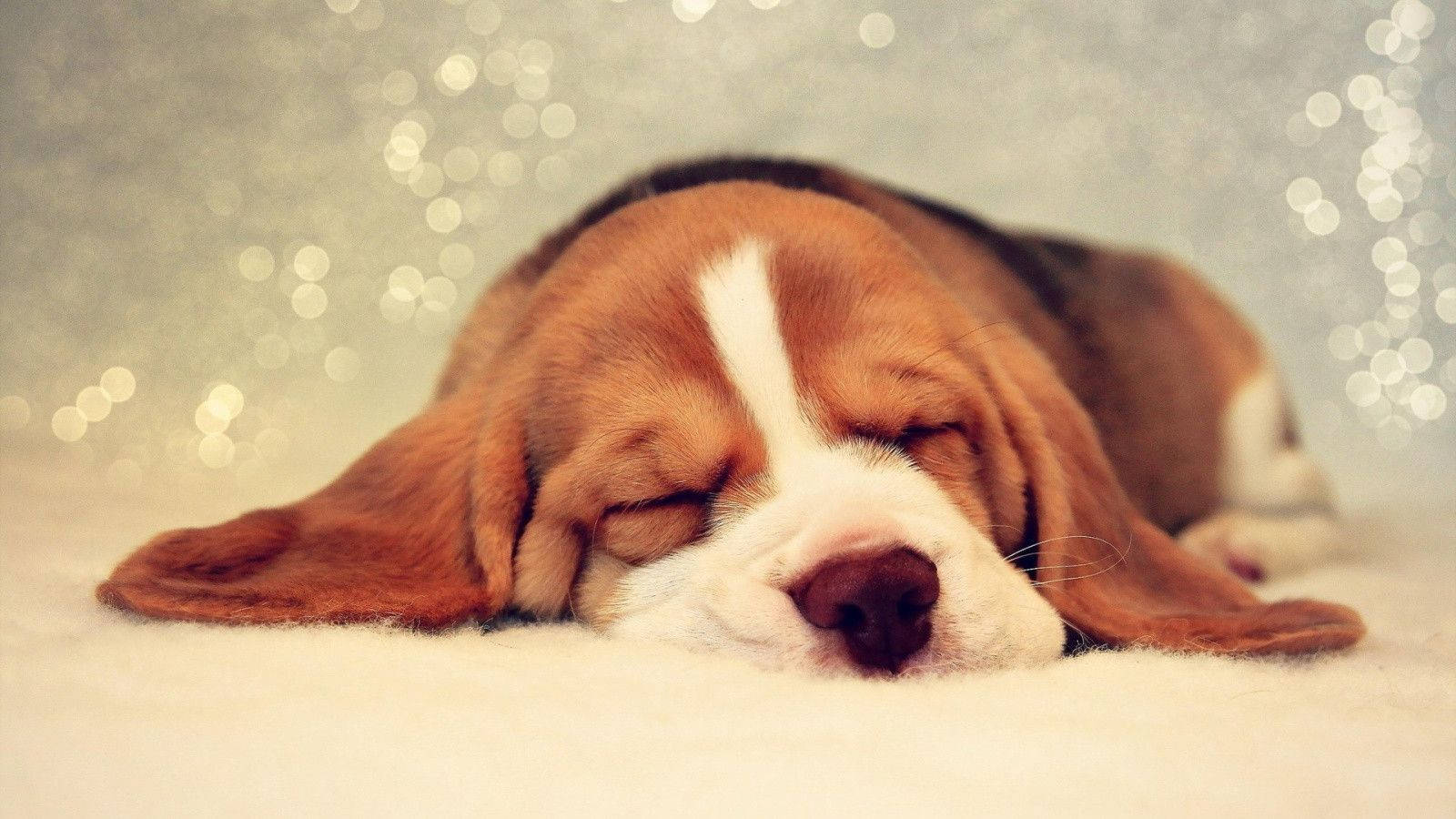 Oulike Slaapende Beagle Hond Muurpapier