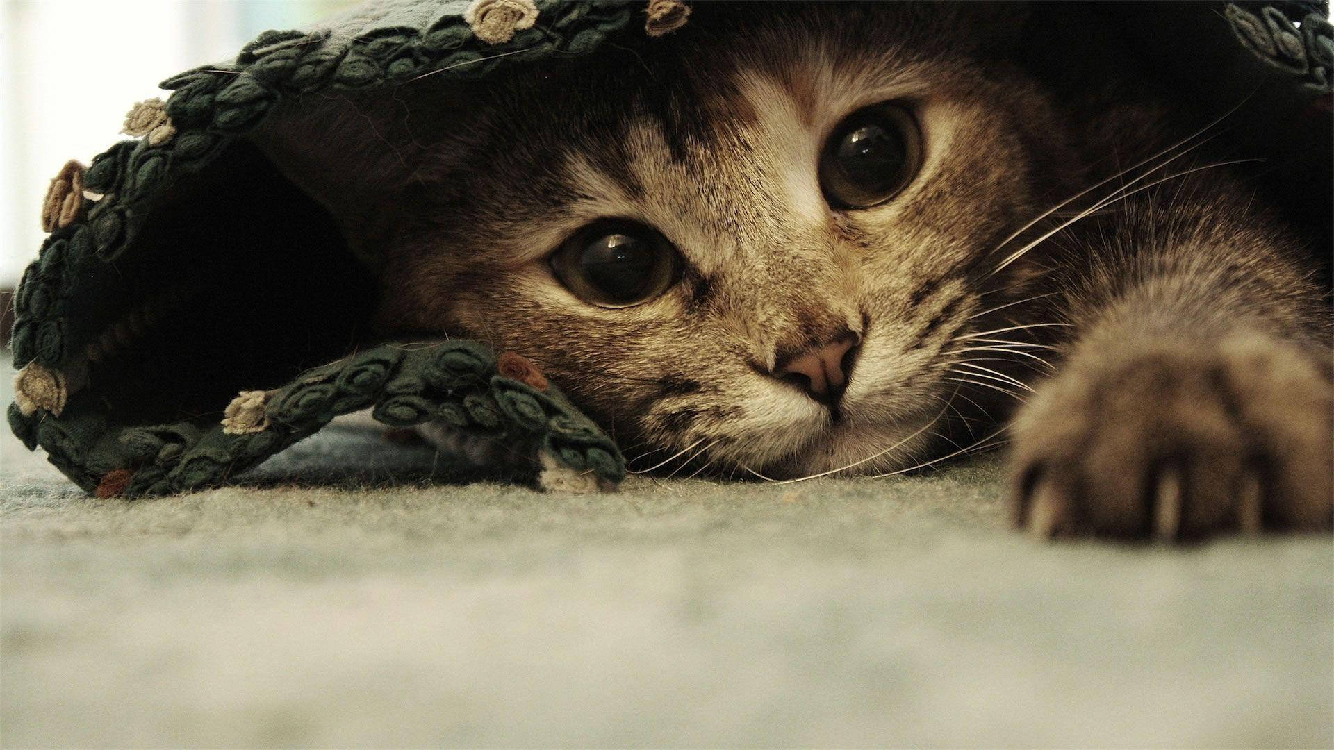 Oulike Snaakse Kat Onder Lakens Muurpapier