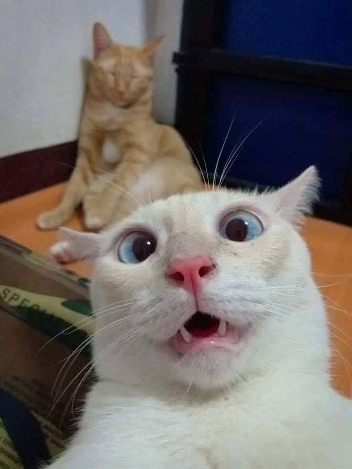Oulike Snaakse Kat Mallige Geskrikte Gesig Selfie Foto's Muurpapier