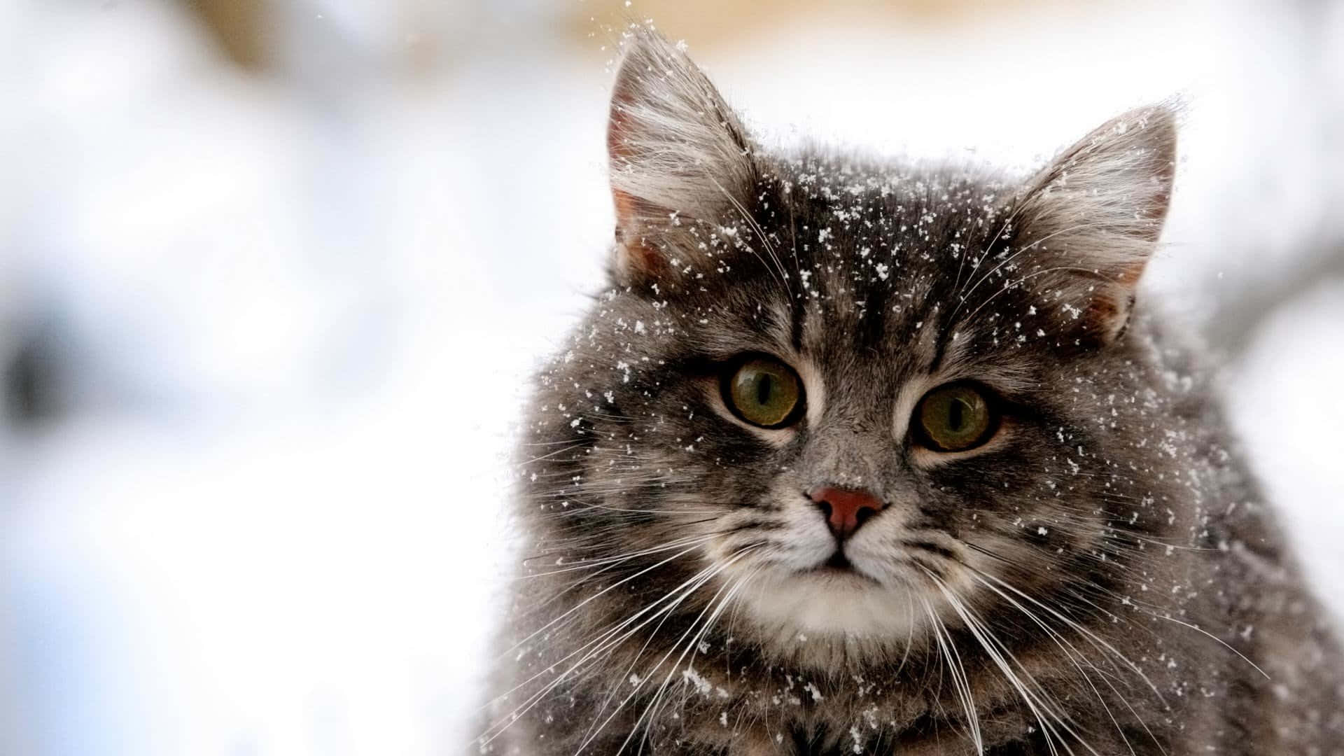 Oulike Snorkende Siberiese Kat op Sneeu Prente Muurpapier