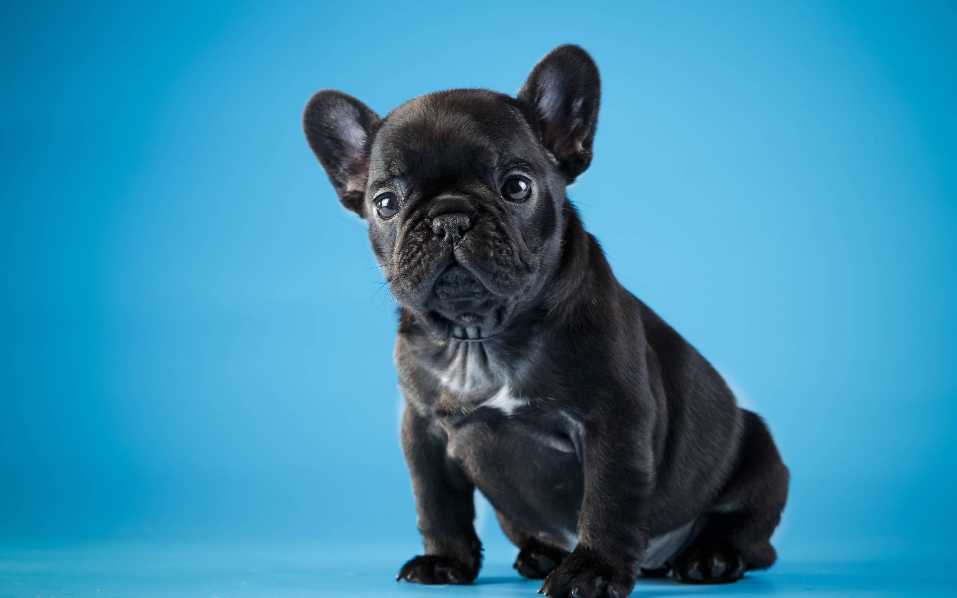 Oulike Swart Bulldog Hondjie Muurpapier