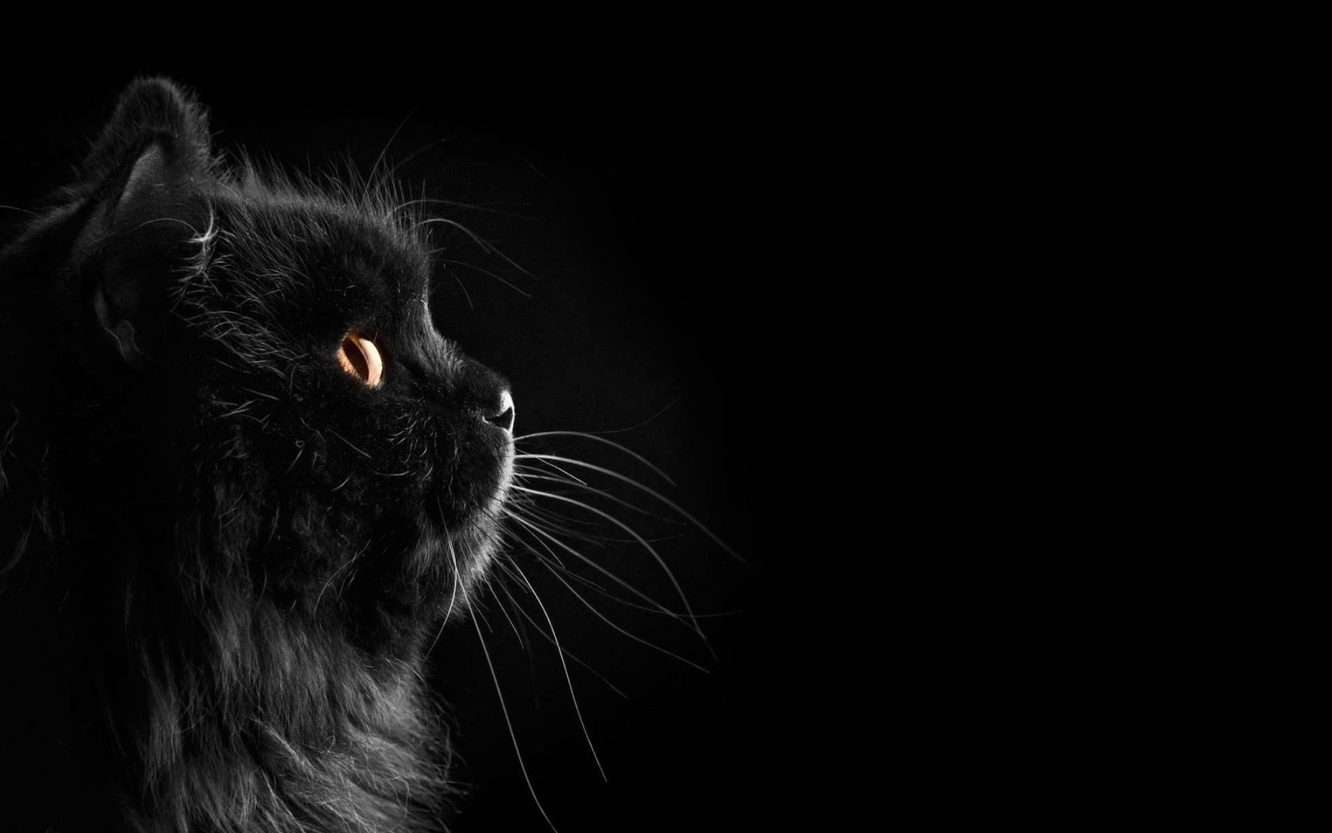 Oulike Swart Kat Snorbaarde Muurpapier