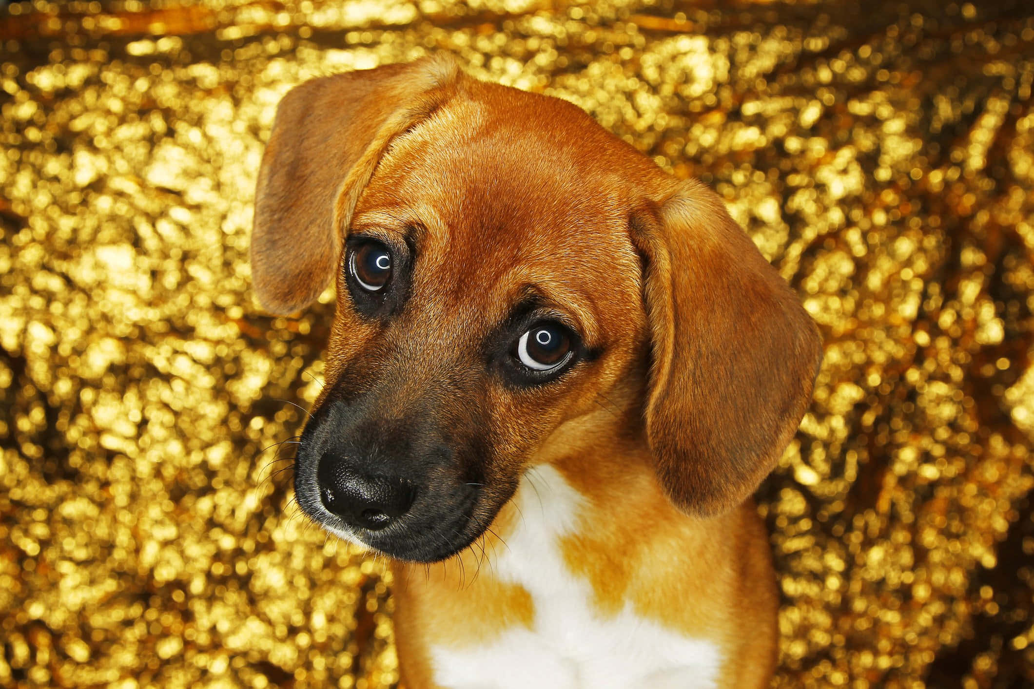 Oulike Troeteldier Hond Op Goue Estetiese Agtergrond Prent Muurpapier
