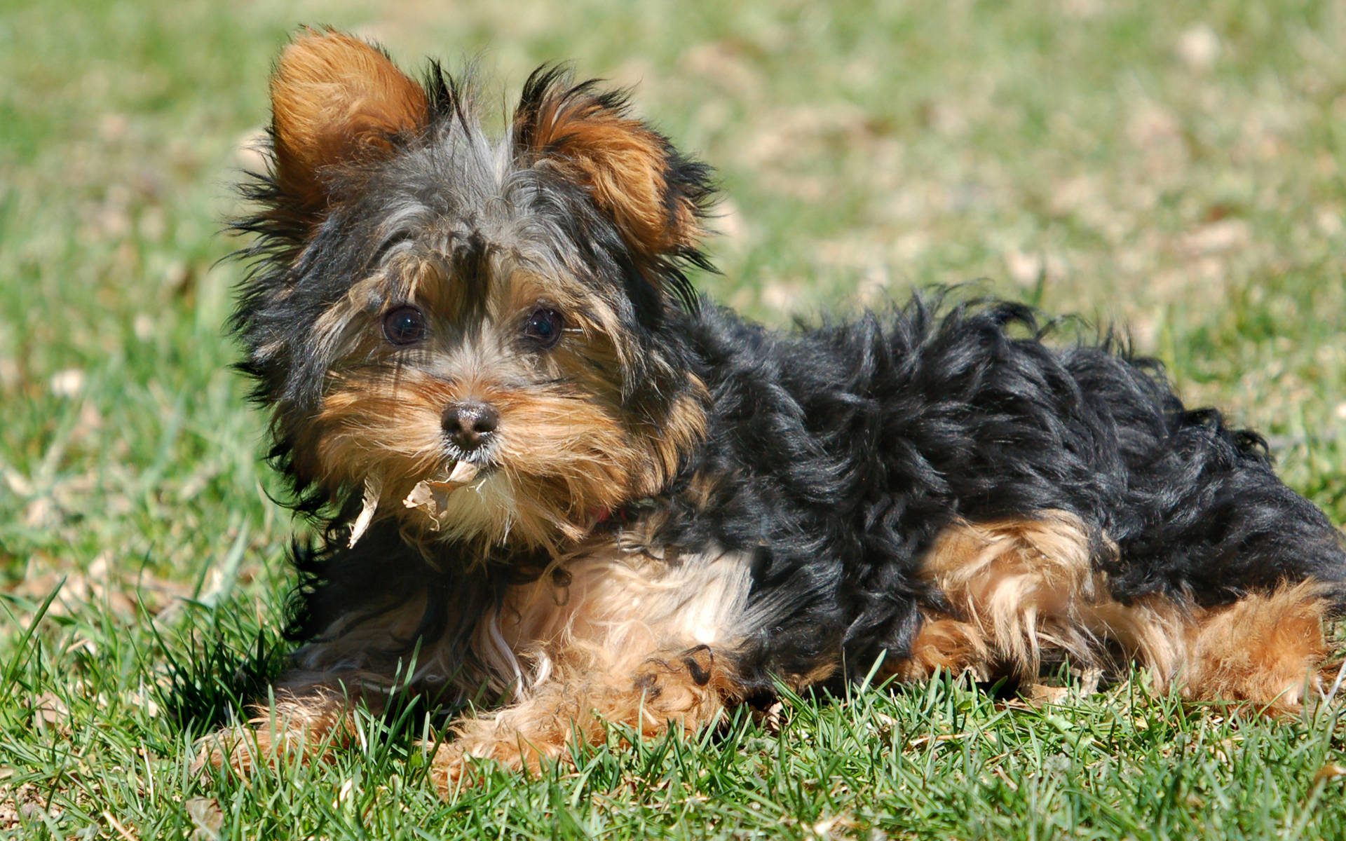 Oulike Yorkshire Hond Op Gras Muurpapier