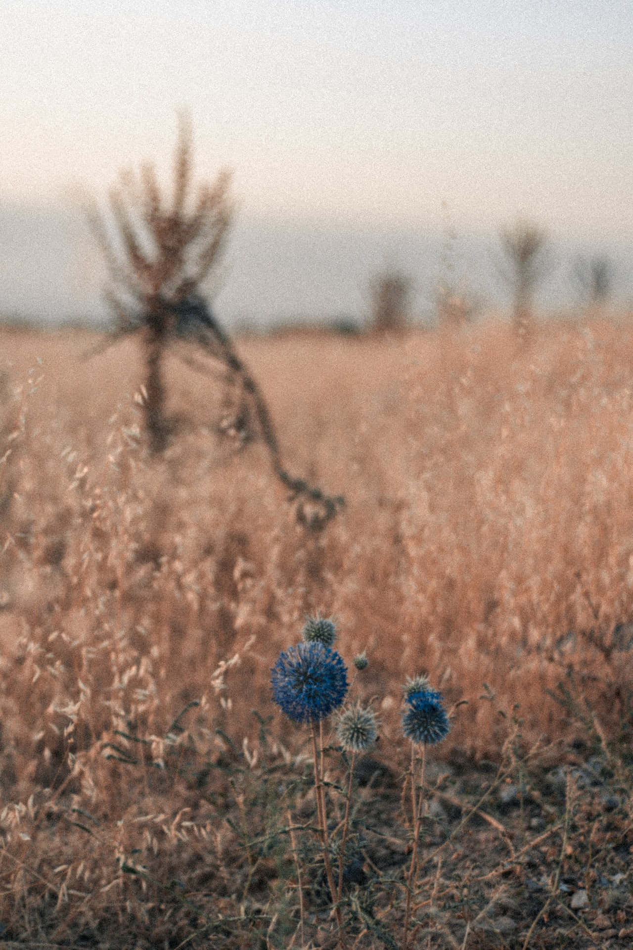 Paardebloem Blou Blomme Foon Muurpapier