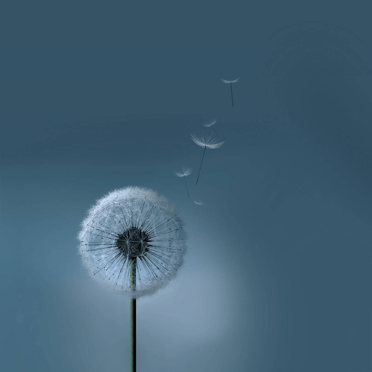 Paardebloem Samsung Galaxy-tablet Muurpapier