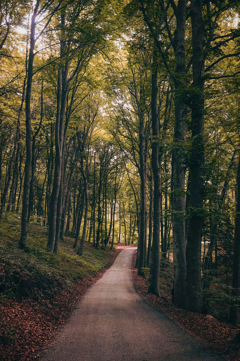 Pad Deur Die Bos Muurpapier