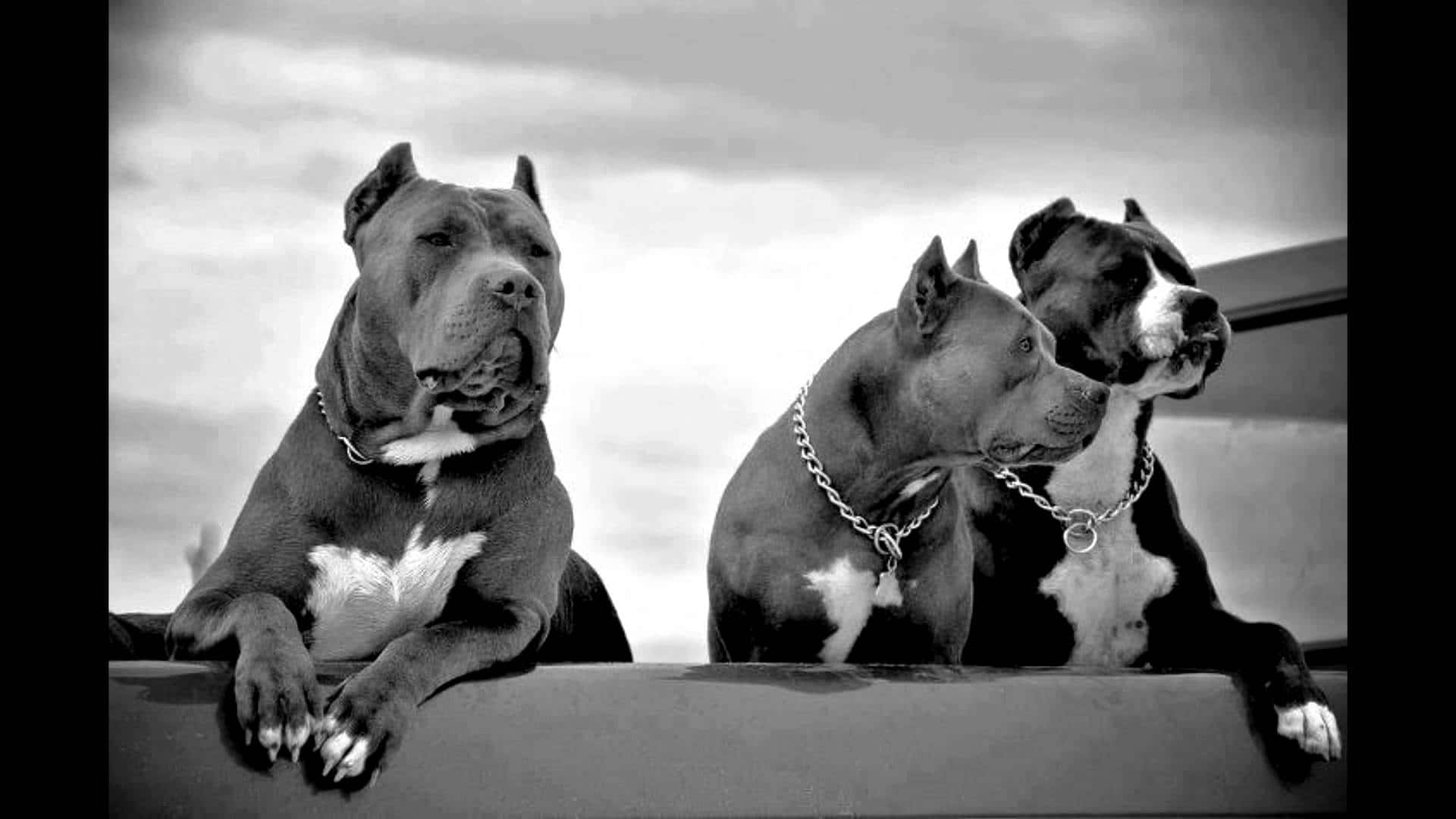 Pak van Drie Honde Pitbull Prente Muurpapier