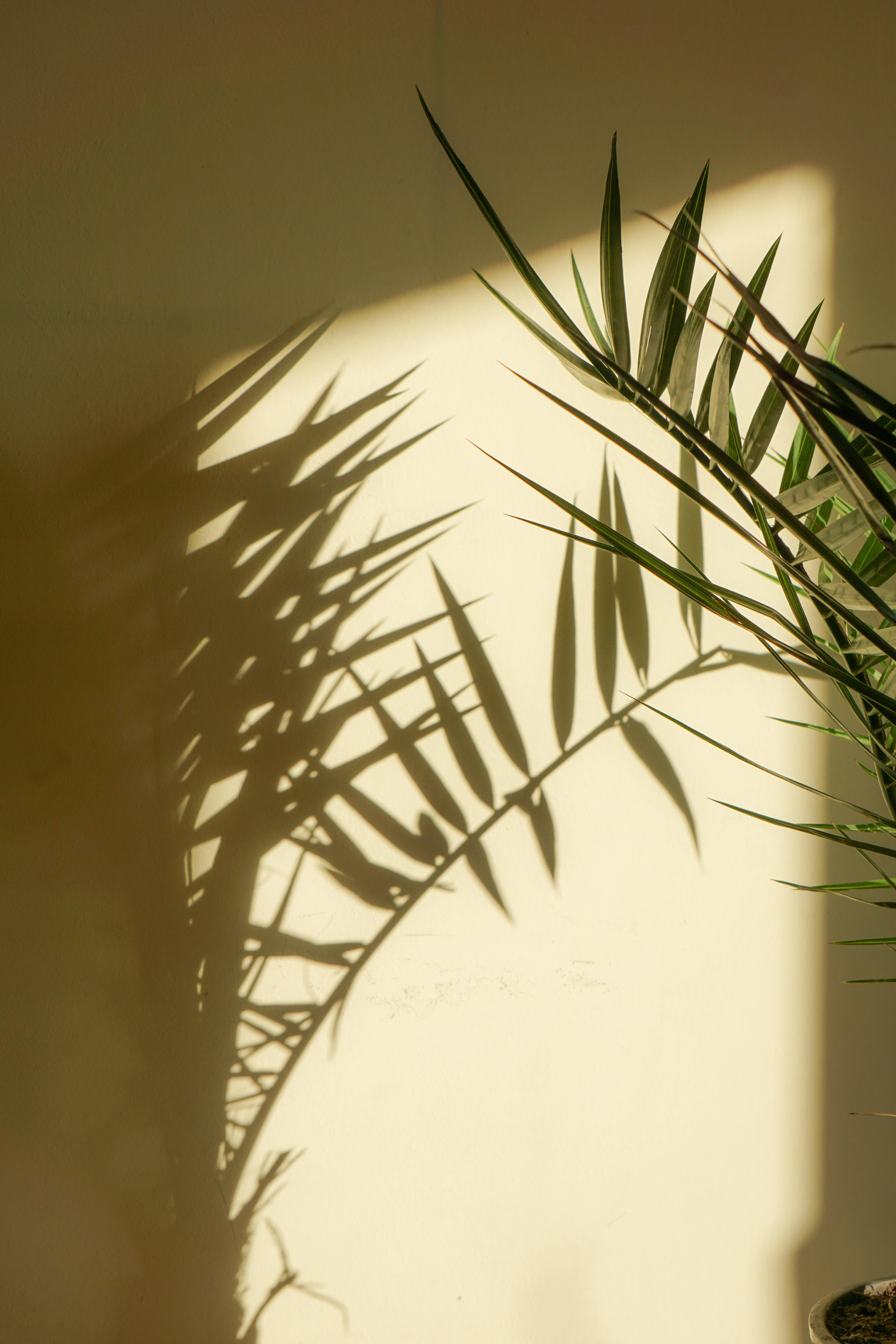 Palm Skaduwee Plant Estetika Muurpapier