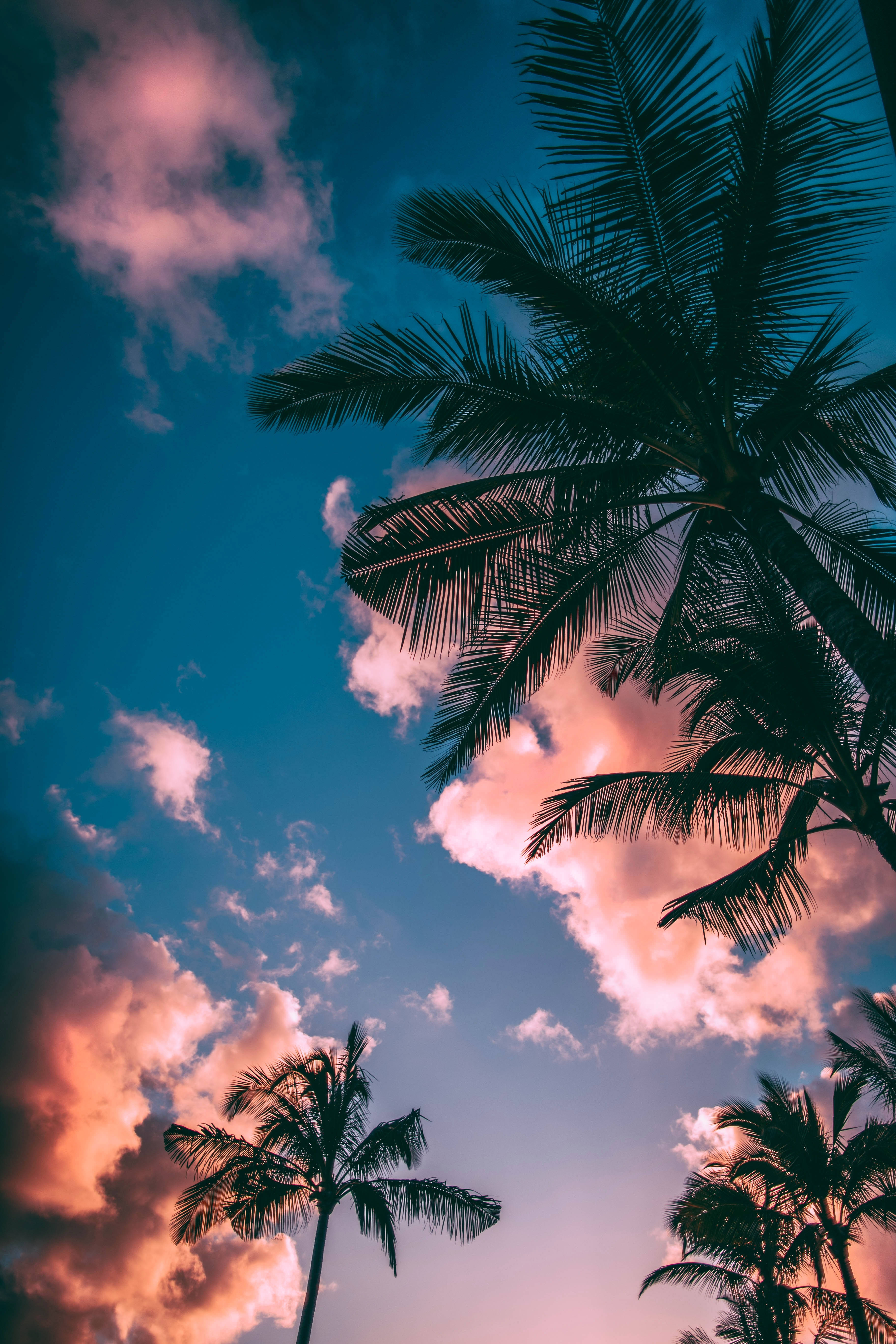 Palmbome Wolk iPhone Muurpapier