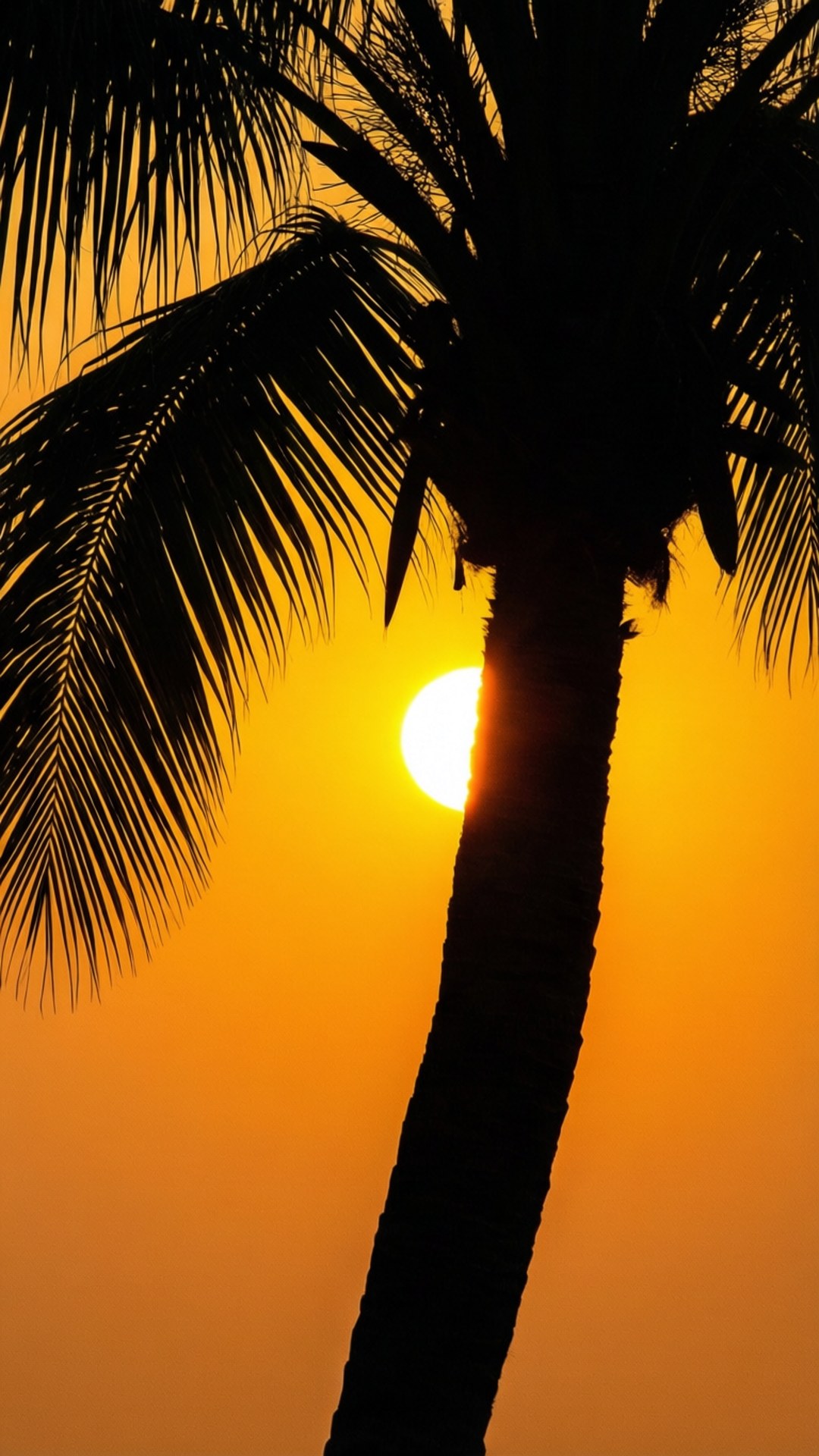 Palmboom Silhouet Sondergang Muurpapier