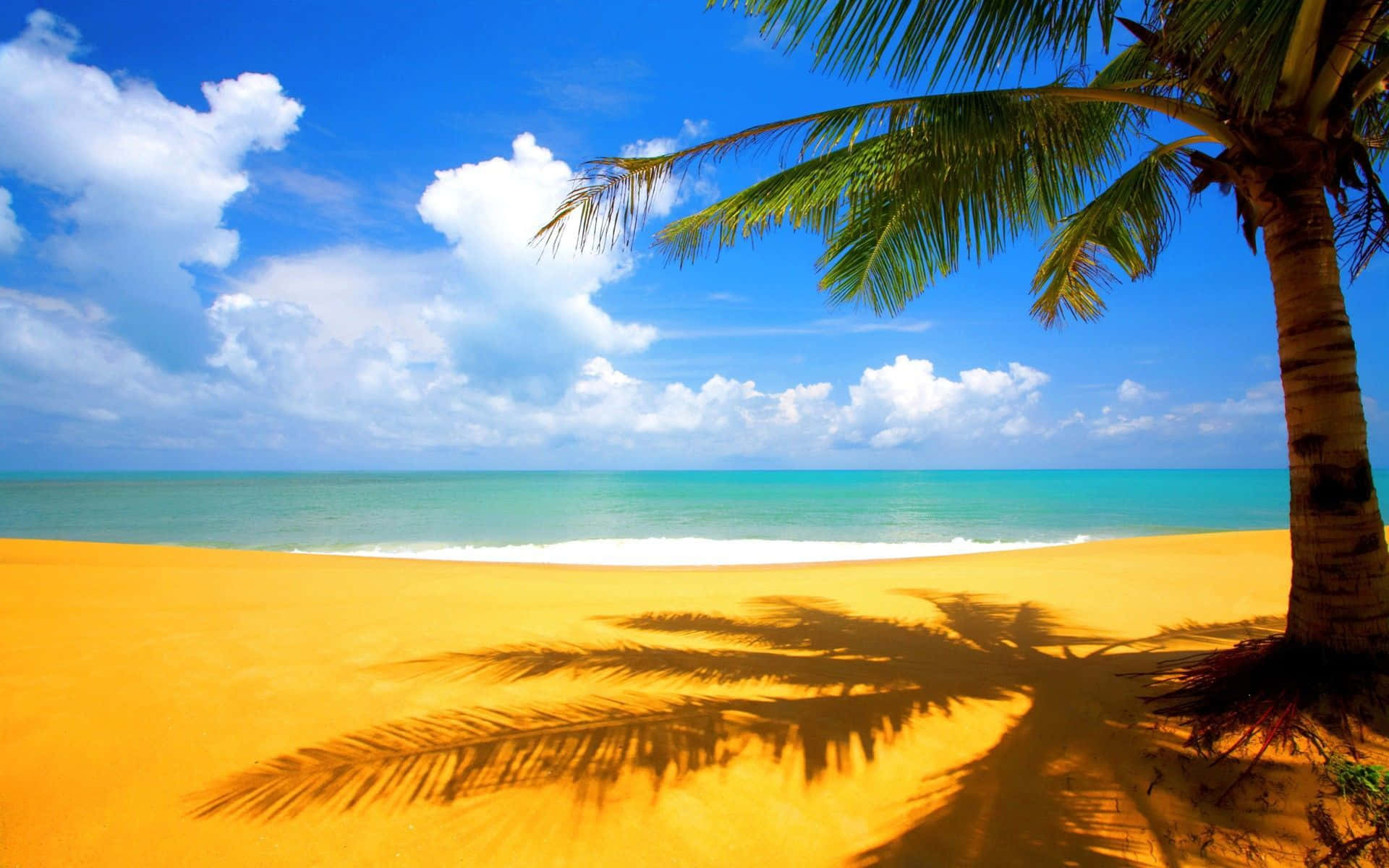 Palmboom Skaduwee Strand Tematiese Agtergrond Muurpapier