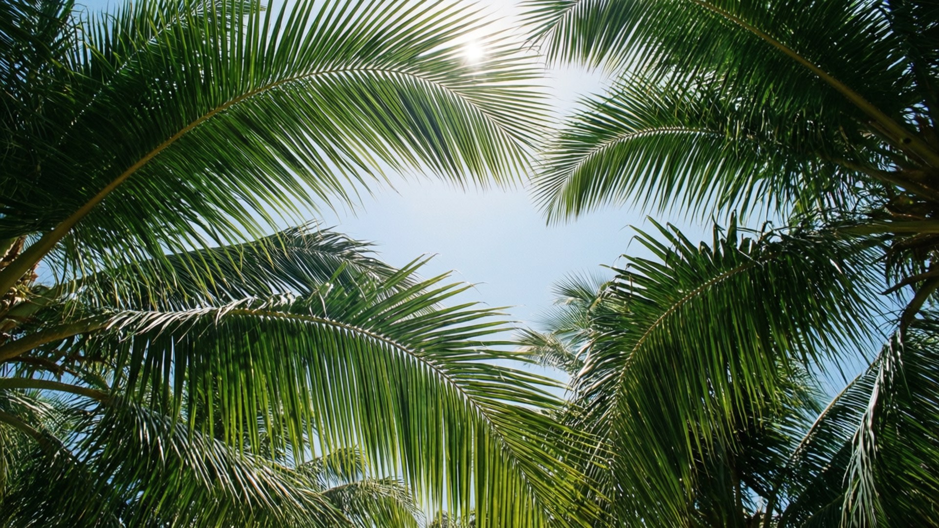 Palmboomblare Lug Muurpapier