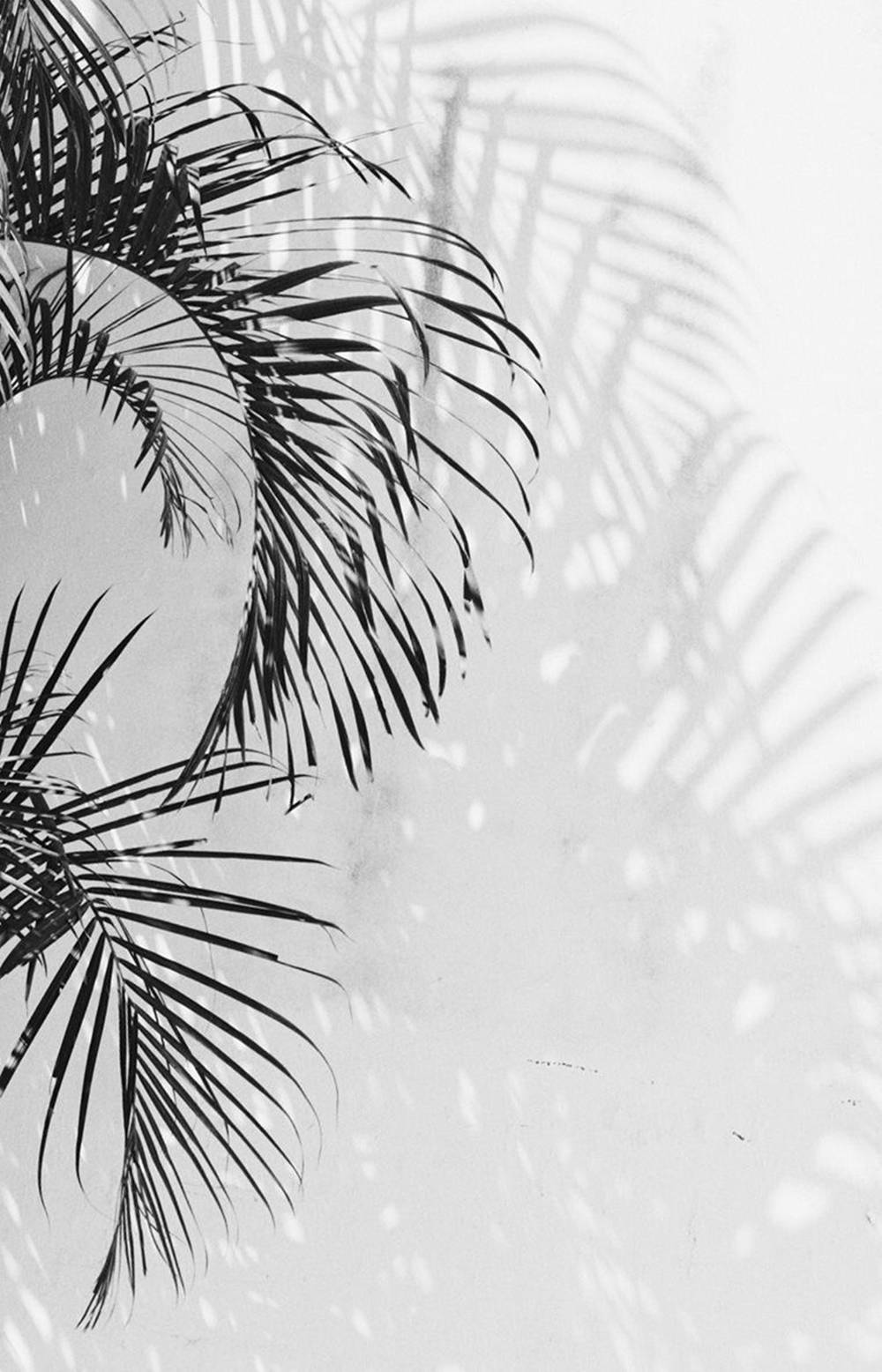 Palmboomblare Wit Estetiese iPhone Muurpapier
