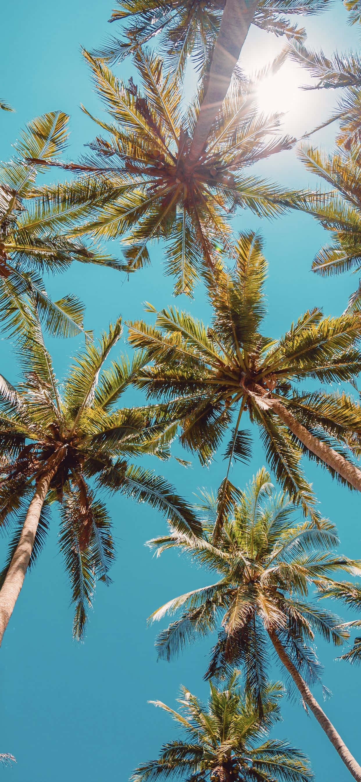 palms in die lug met son wat daardeur skyn Muurpapier