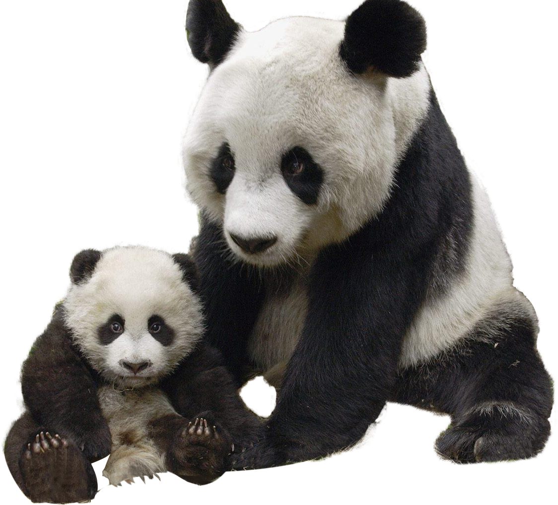 Panda en Kleintjie Saam Muurpapier