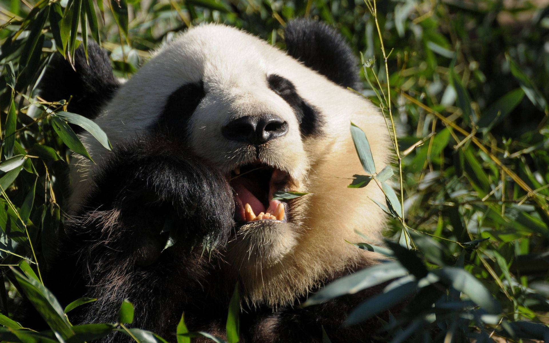 Panda kou kos nabyfoto agtergrond.