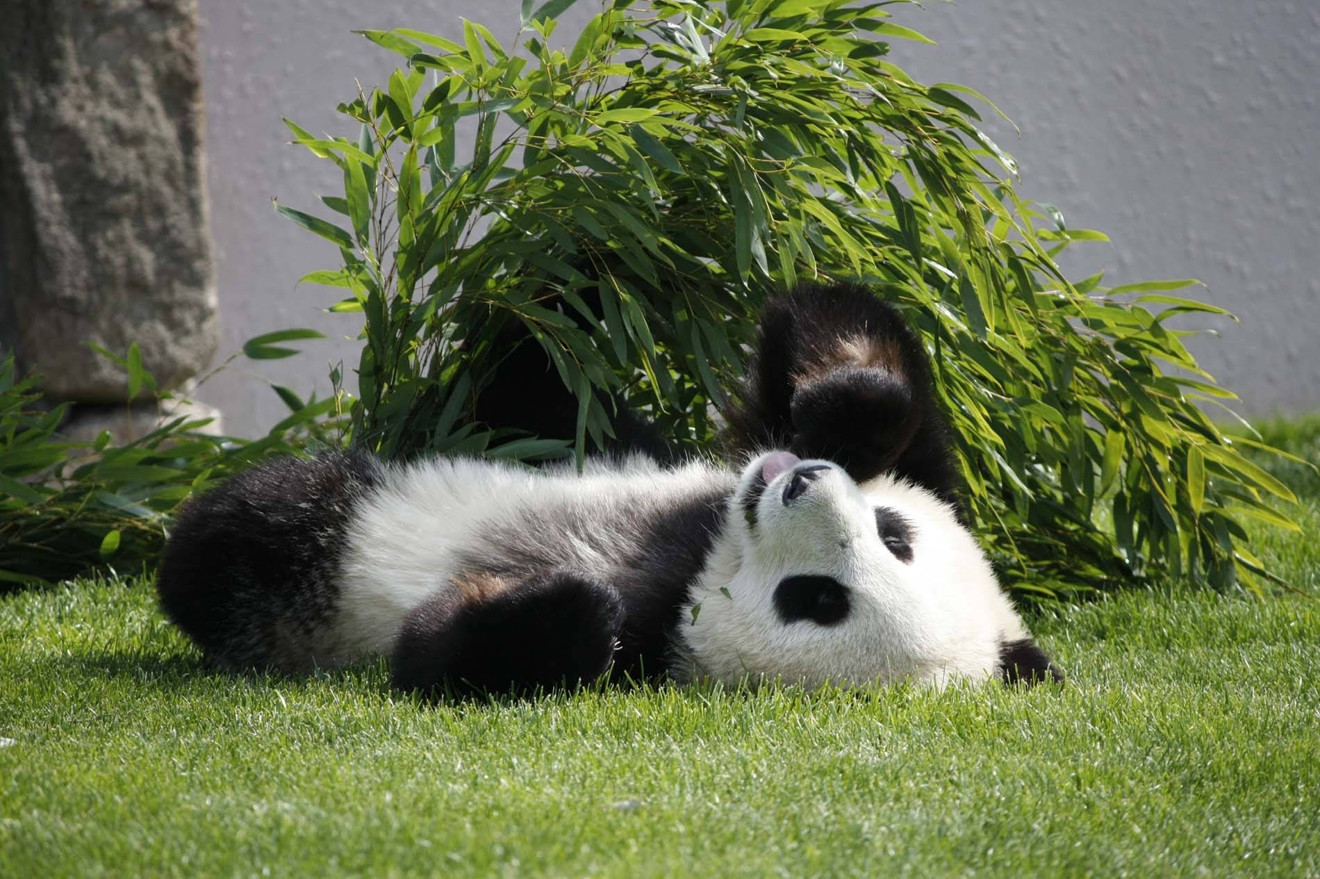 Panda wat op die grond lê met gesig na bo agtergrond.