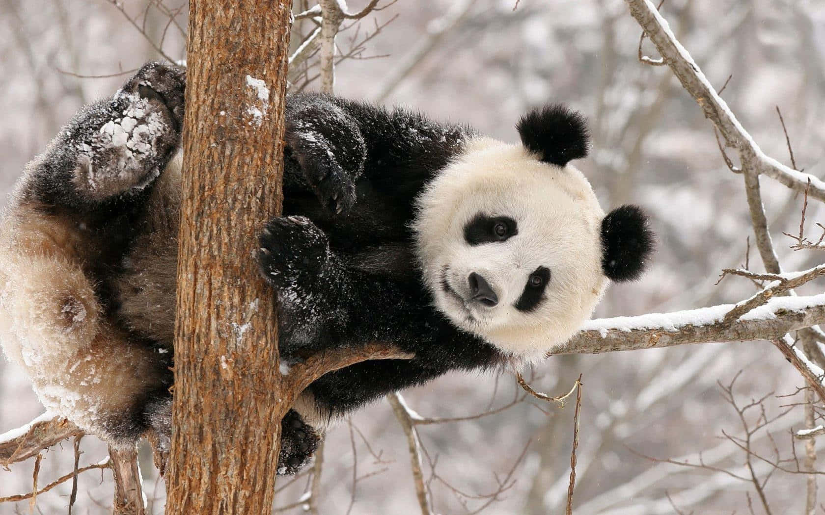 Panda Op 'n Boom Gedurende Winter Skootrekenaar Muurpapier