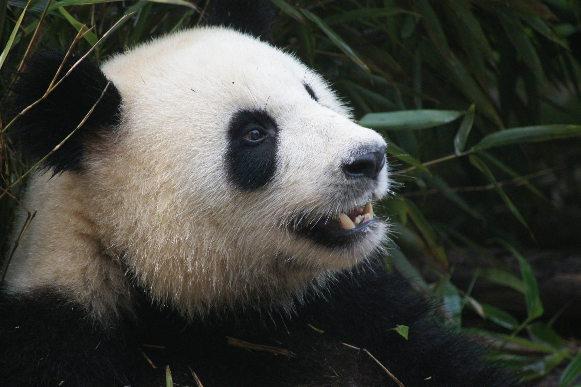 Panda skerp tande nabyfotografie agtergrond.