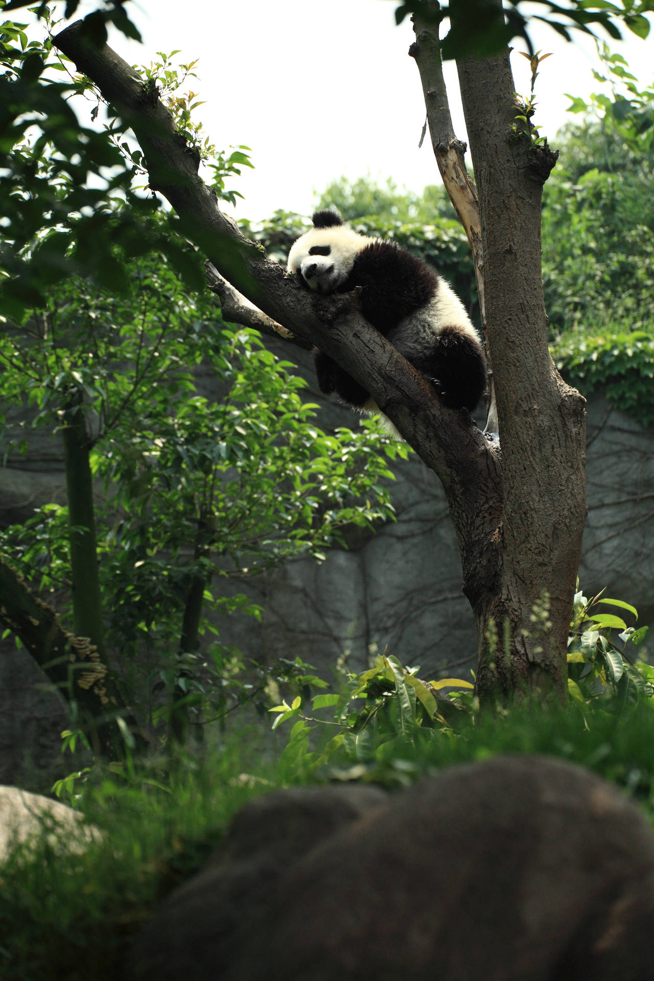 Lieflike panda wat op boomtak slaap agtergrond.