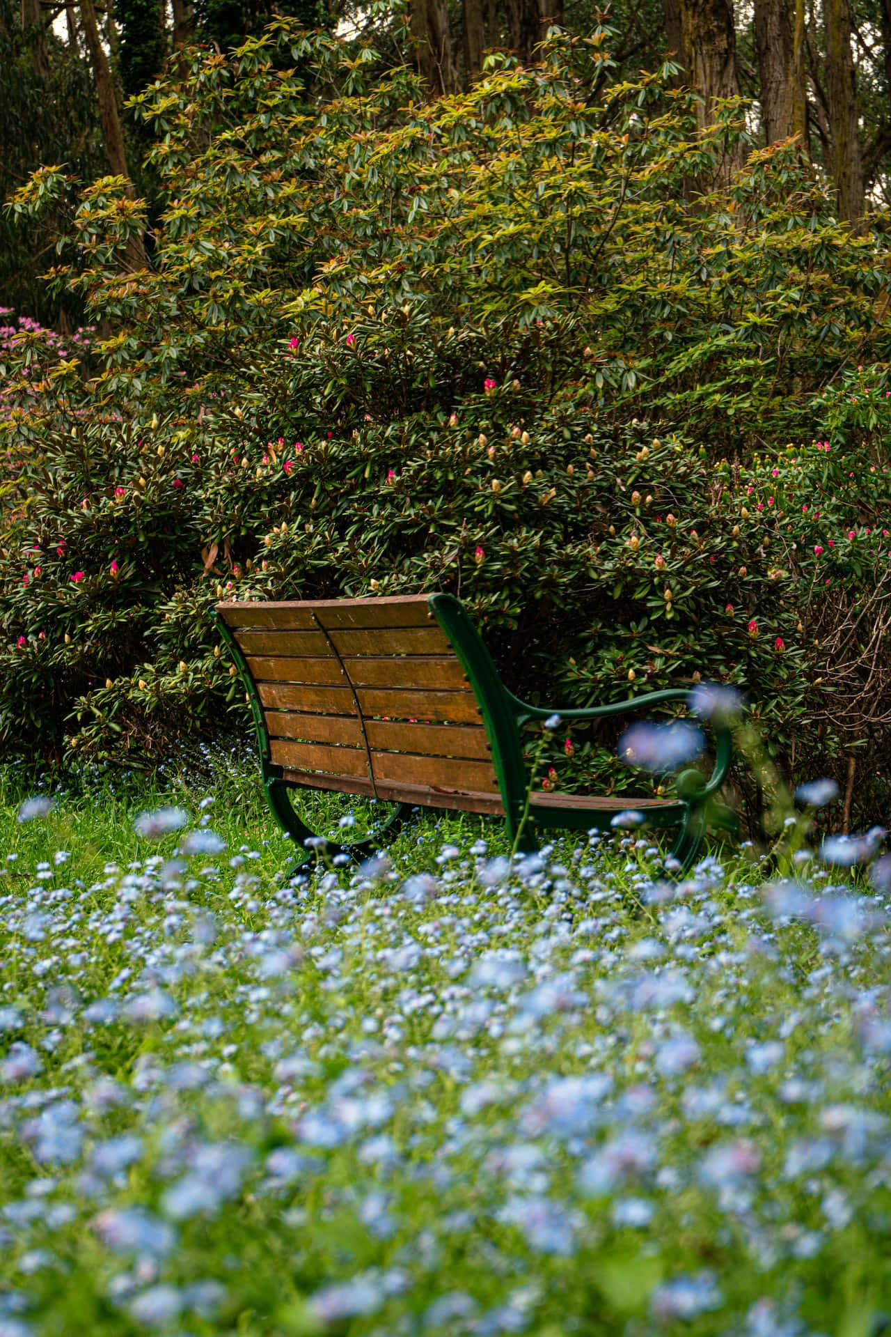 Parkbank Blou Blomme Foon Muurpapier