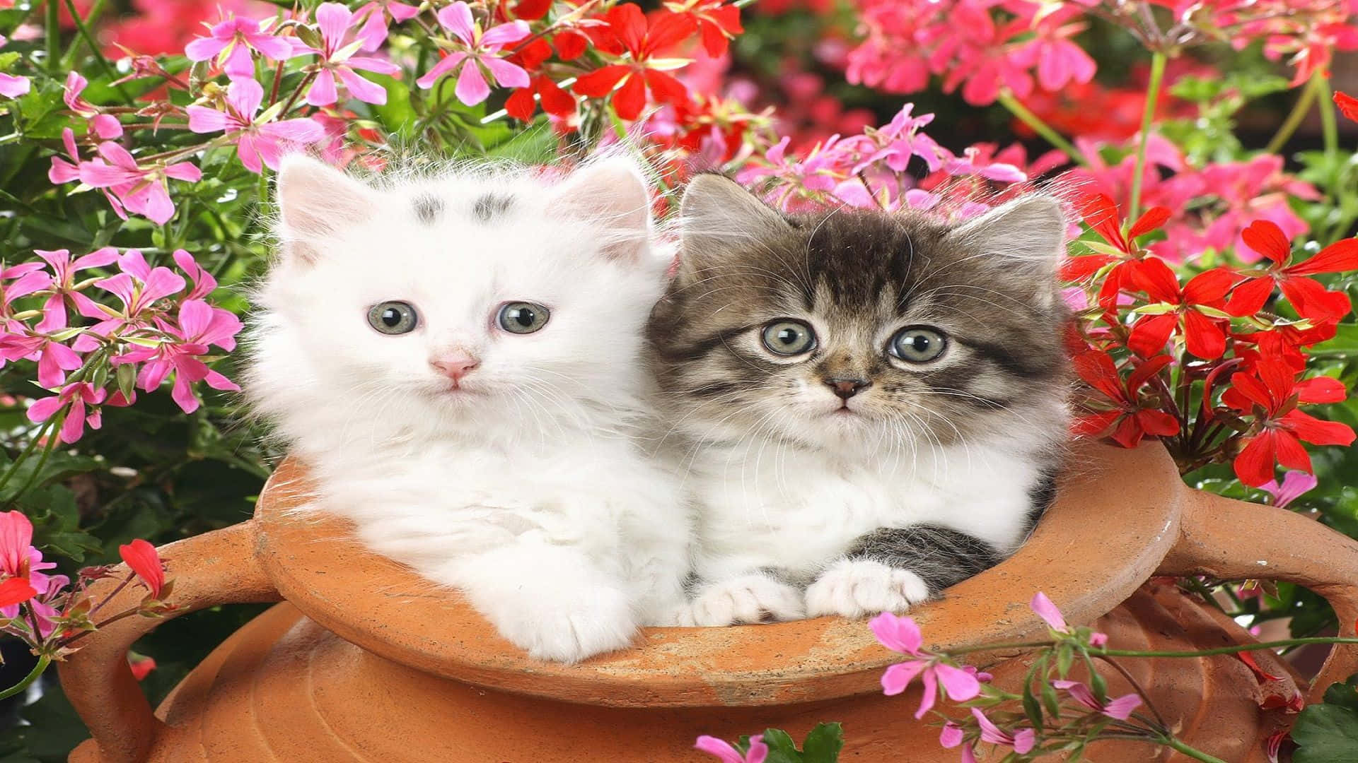 Passende Kat Profielfoto Kleipot Muurpapier