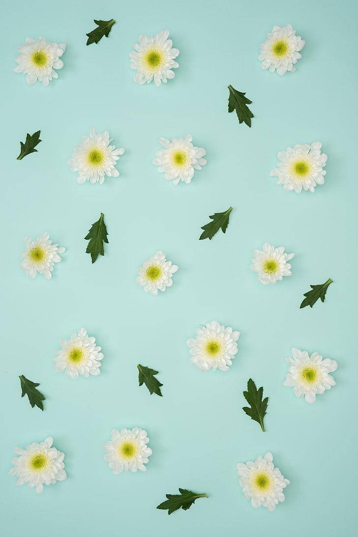 Pastel iPhone Blou Blomme Muurpapier
