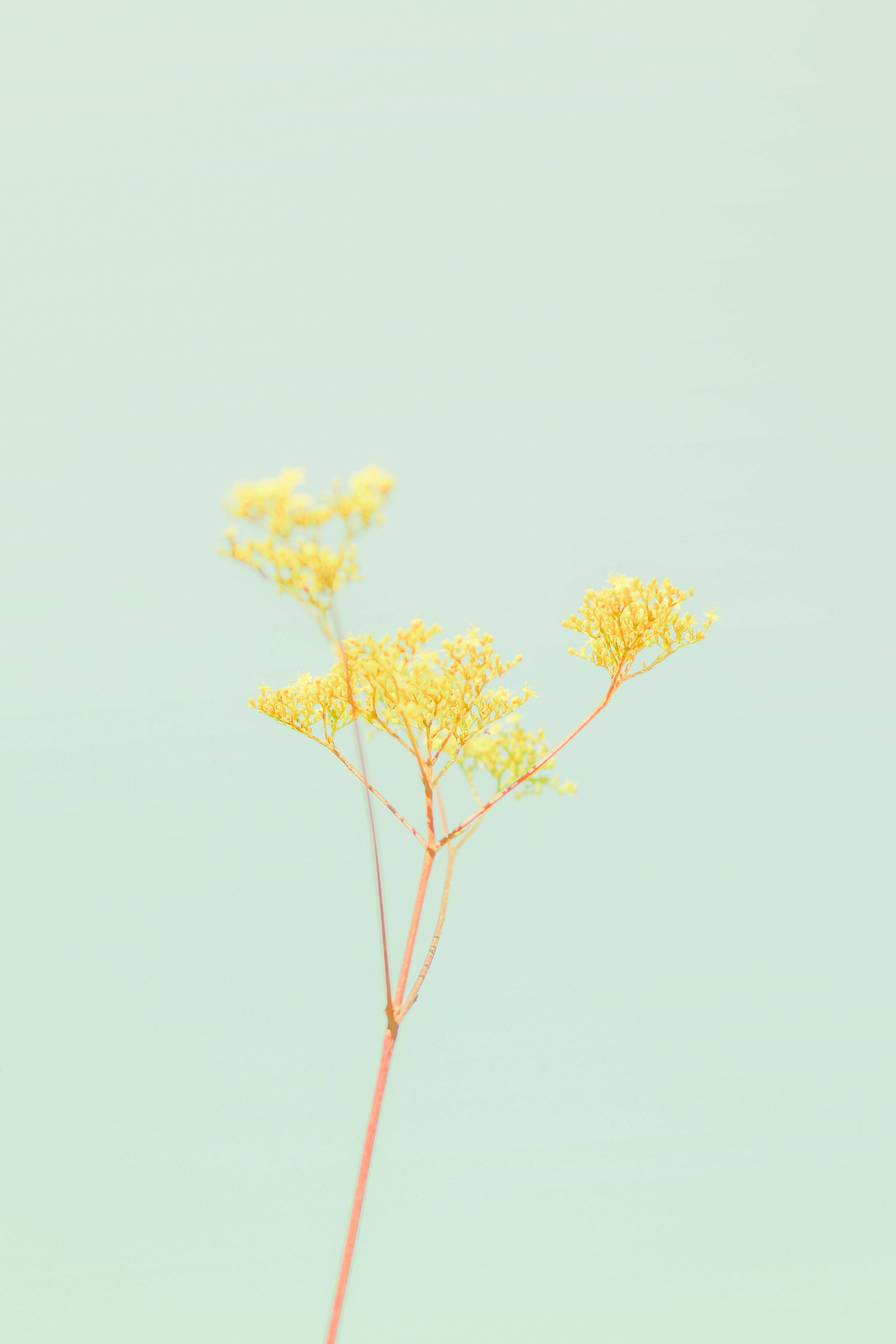 Pastel iPhone Geel Groen Blom Muurpapier