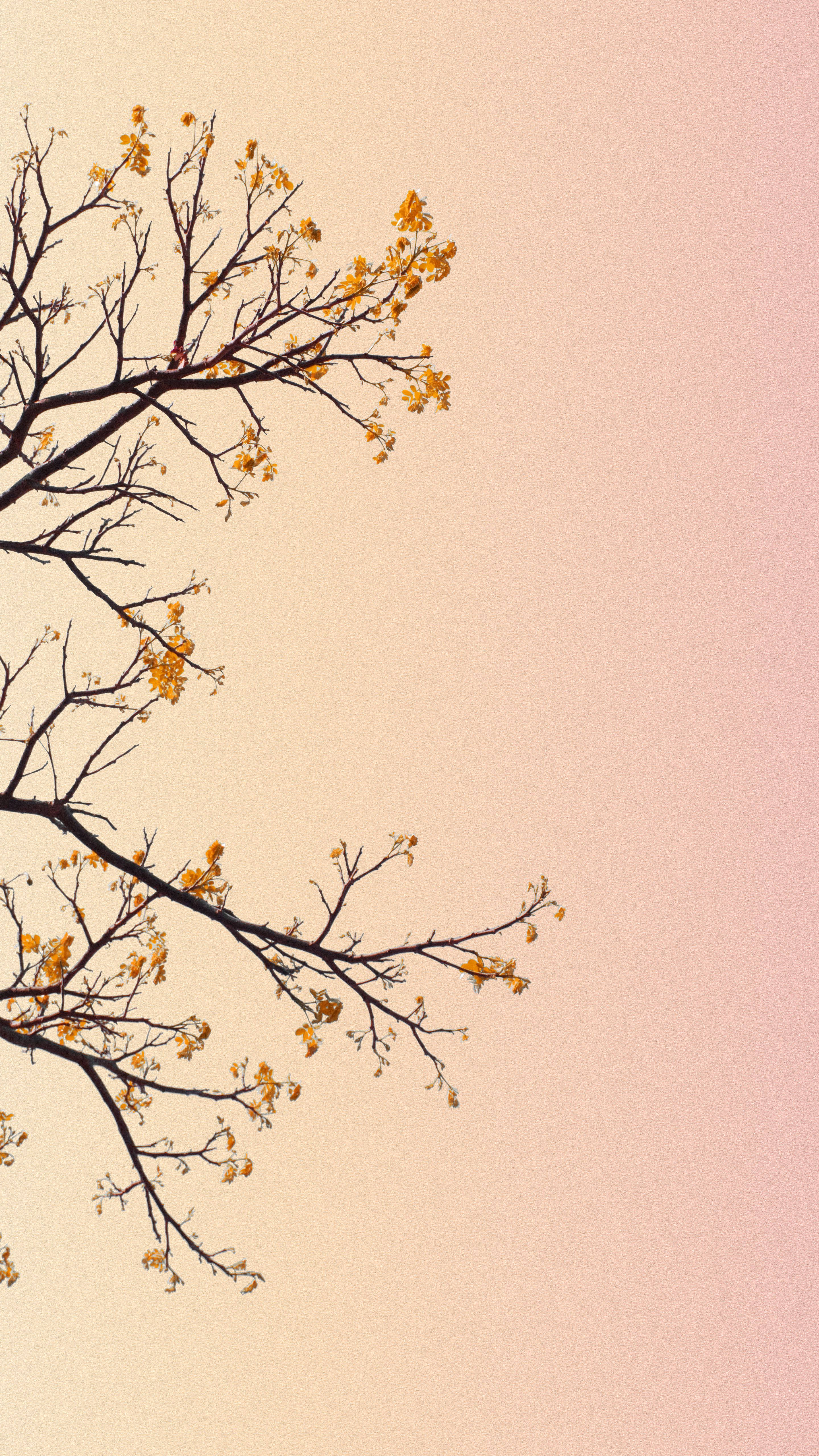 Pastel iPhone Oranje Blomme Muurpapier