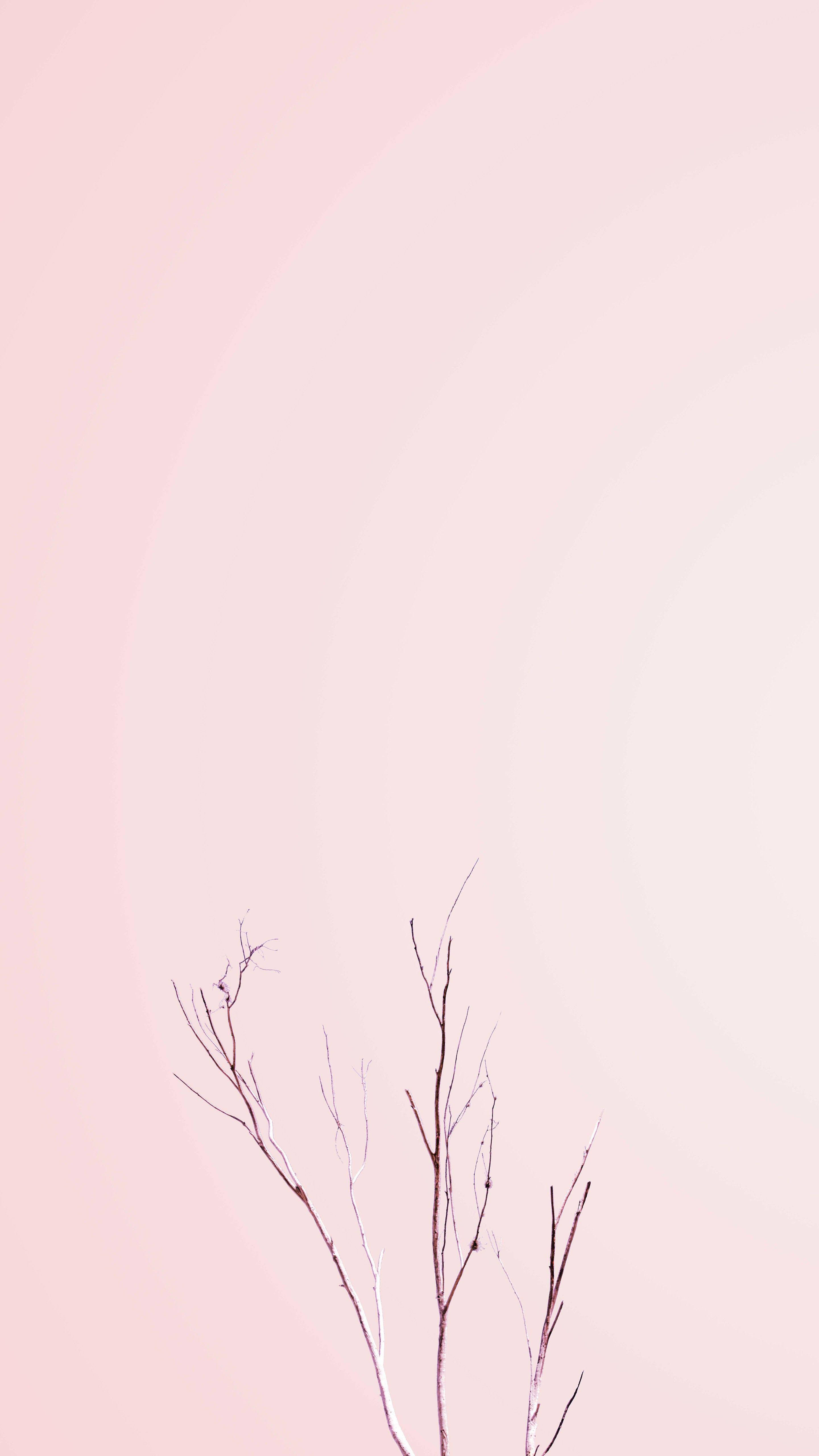 Pastel iPhone Pienk Kaal Plant Muurpapier